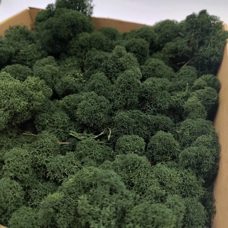 Ciemny zielony zblizenie1.png