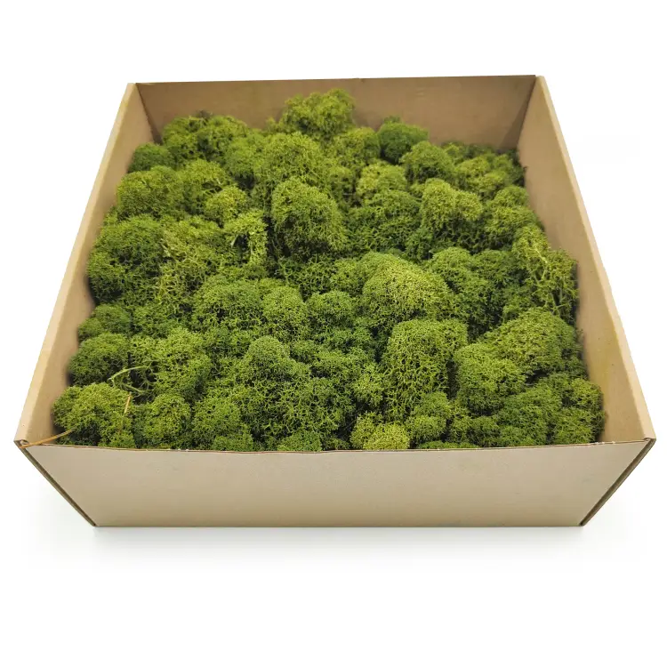 Oliwkowy zblizenie 2.png