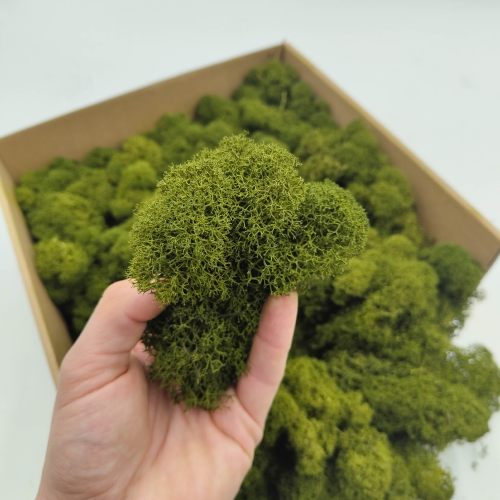 Oliwkowy zblizenie.png