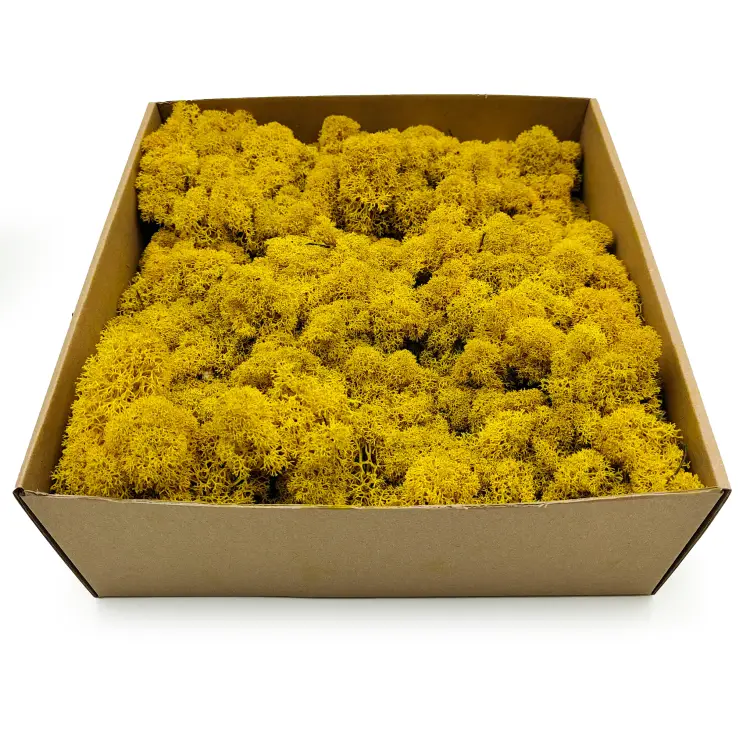 Żółty zblizenie.png