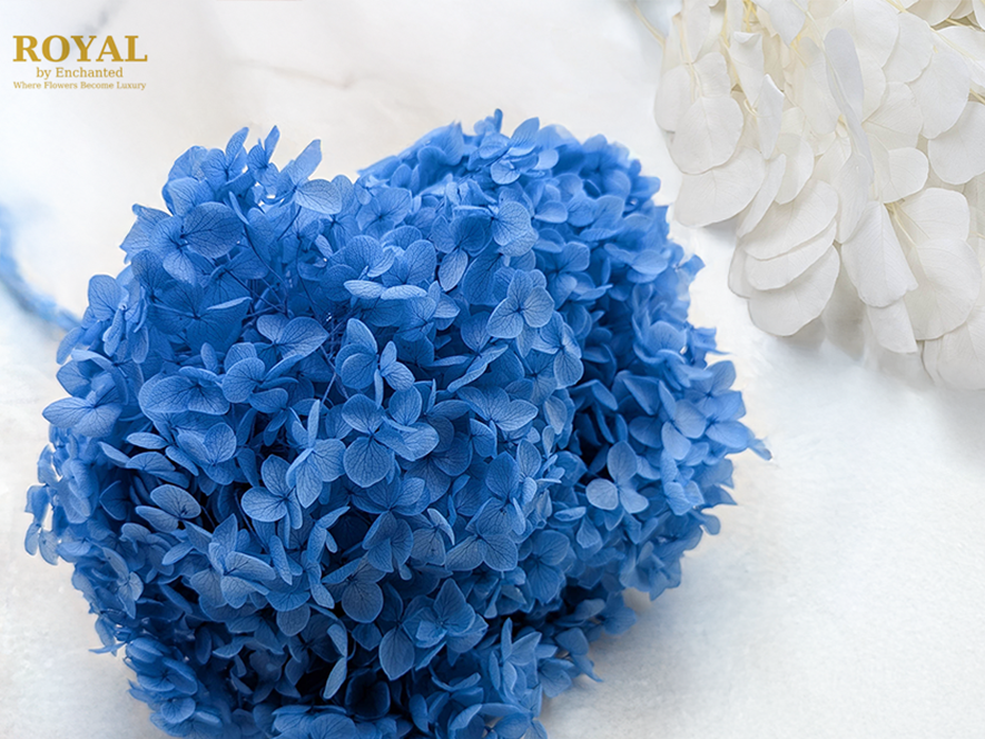 ROYAL Hydrangeas