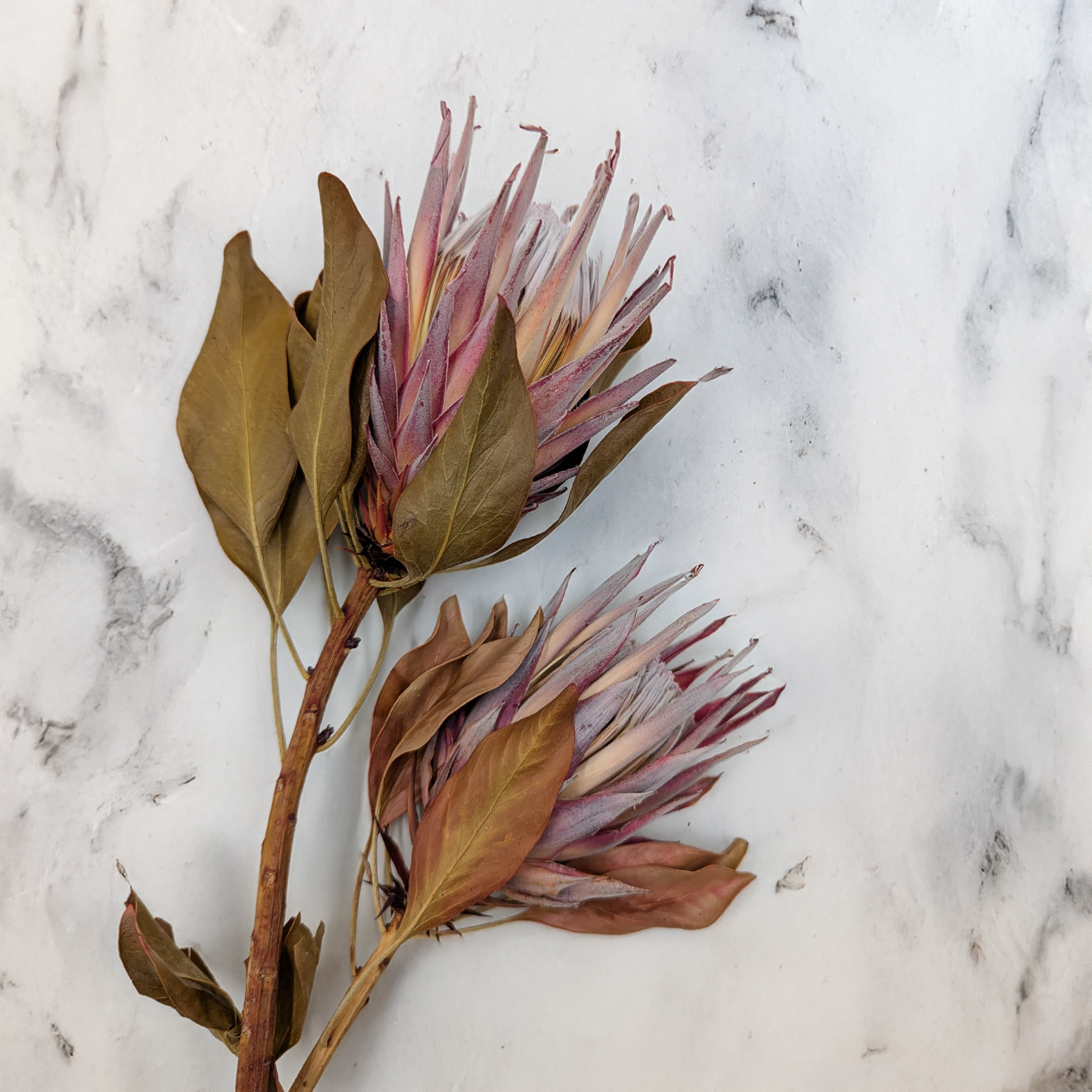 Dried arrangement 11868