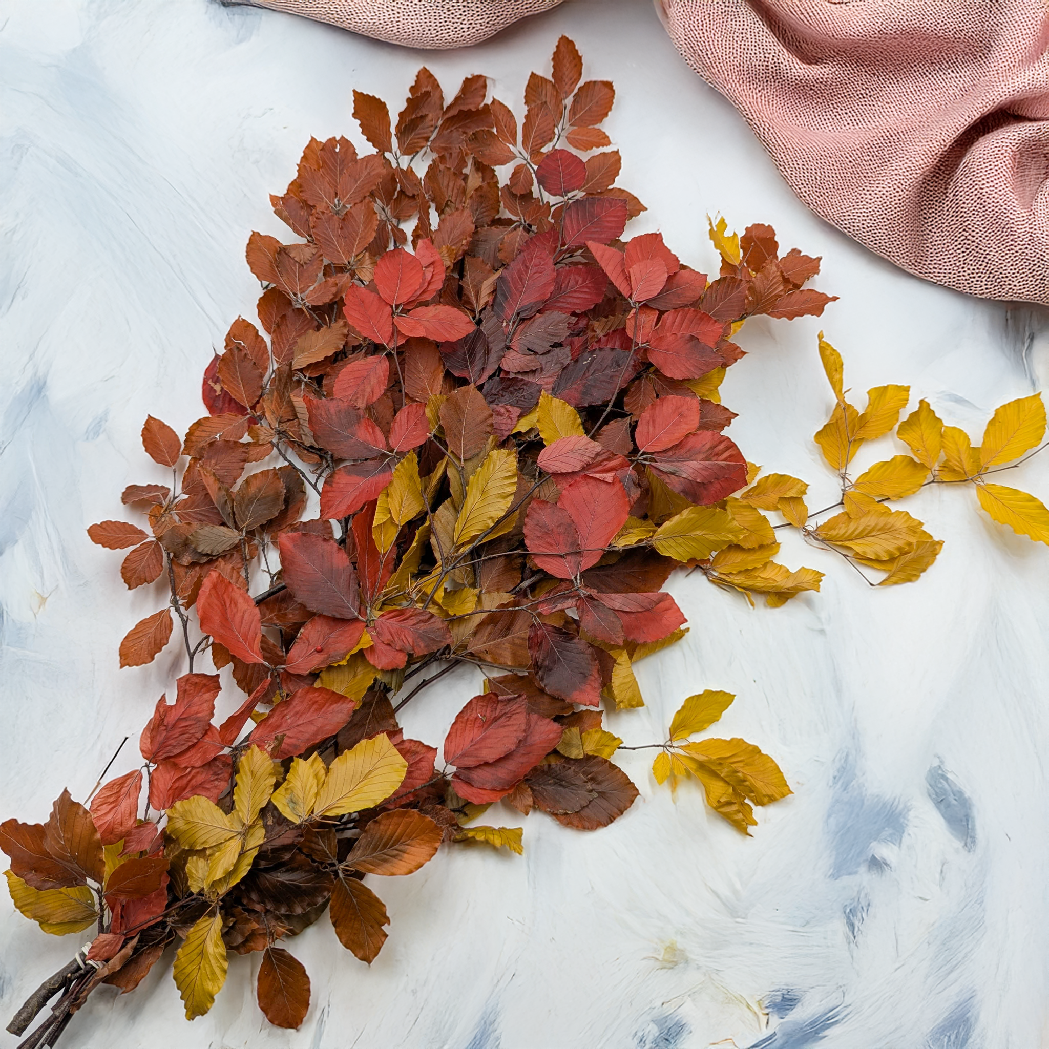 Preserved beech in an autumn colour