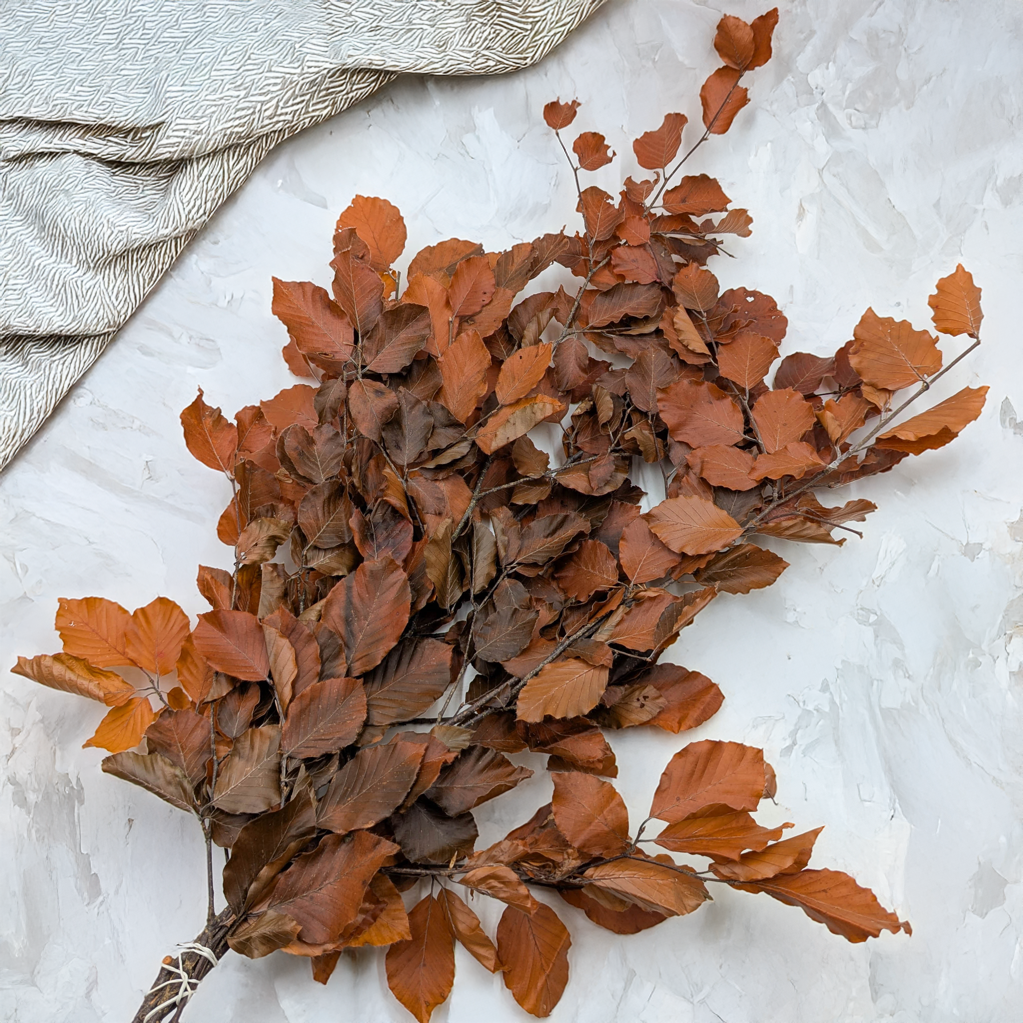 Orange preserved beech