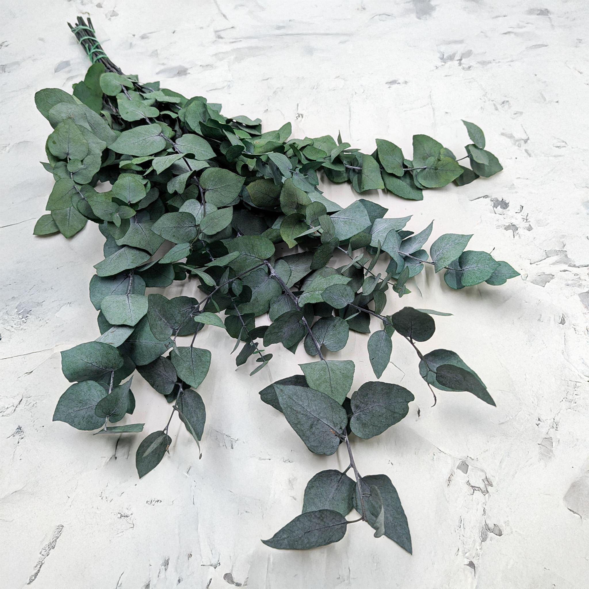 Eucalyptus Cinerea green