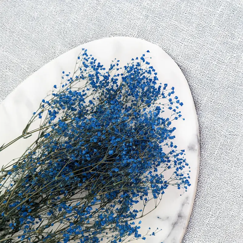 Blue baby's breath