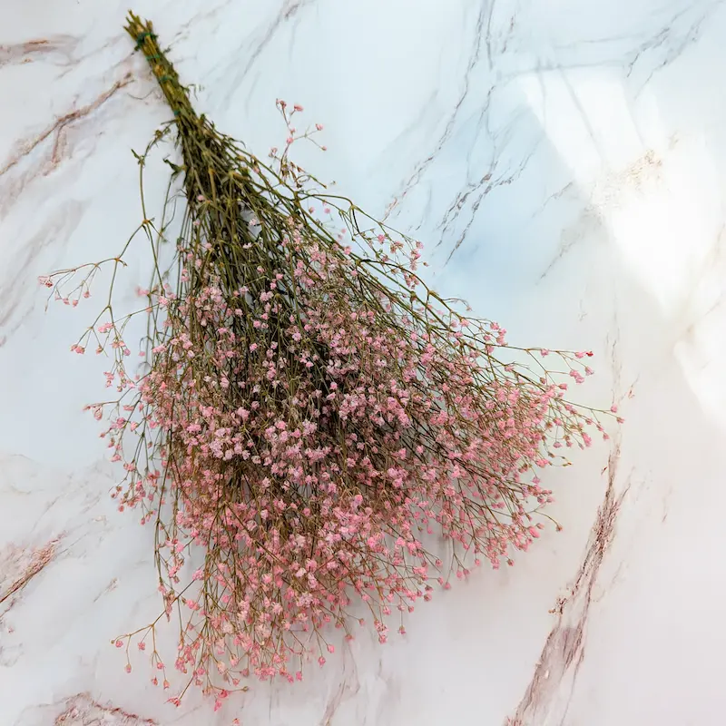 Pink baby's breath