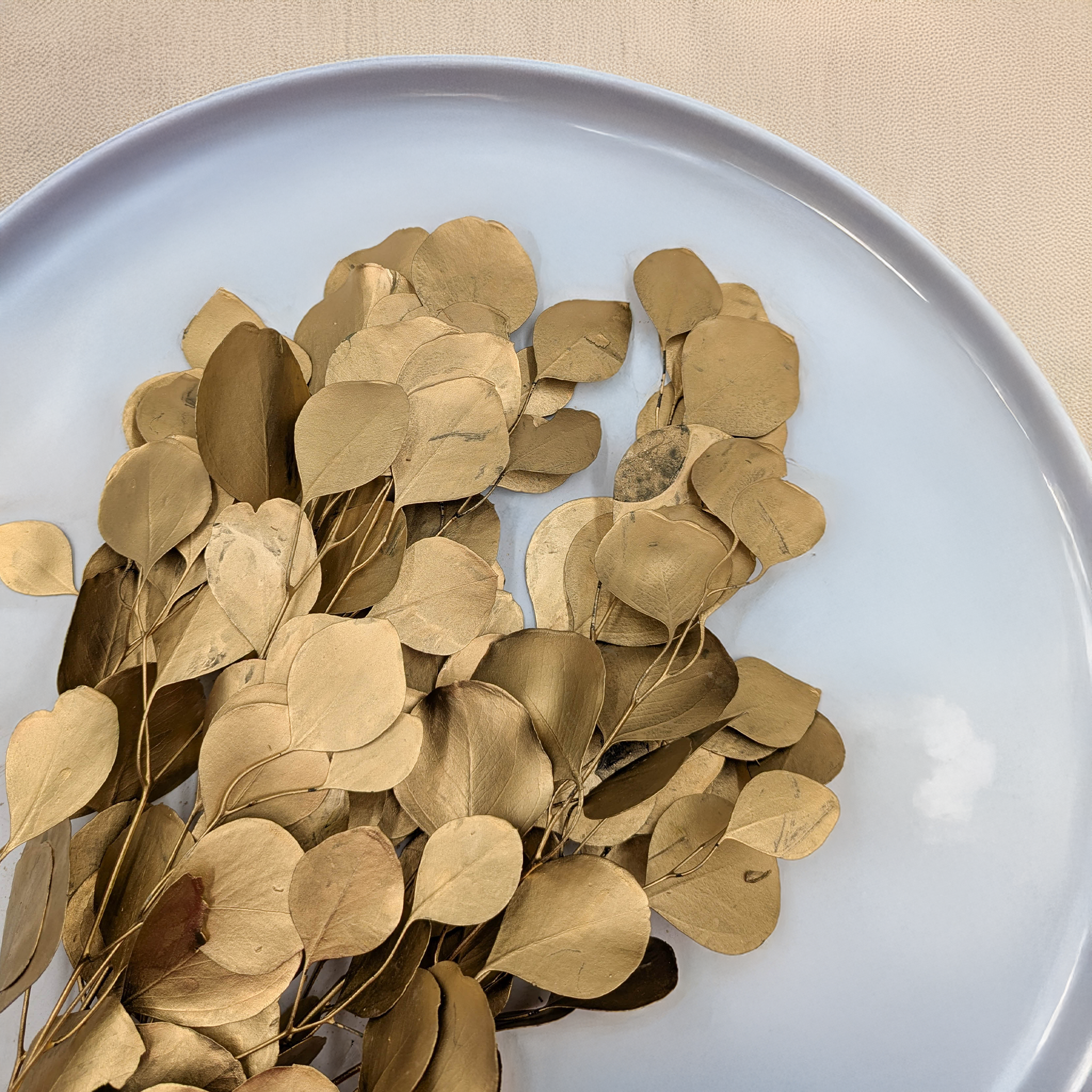 Eucalyptus Populus gold