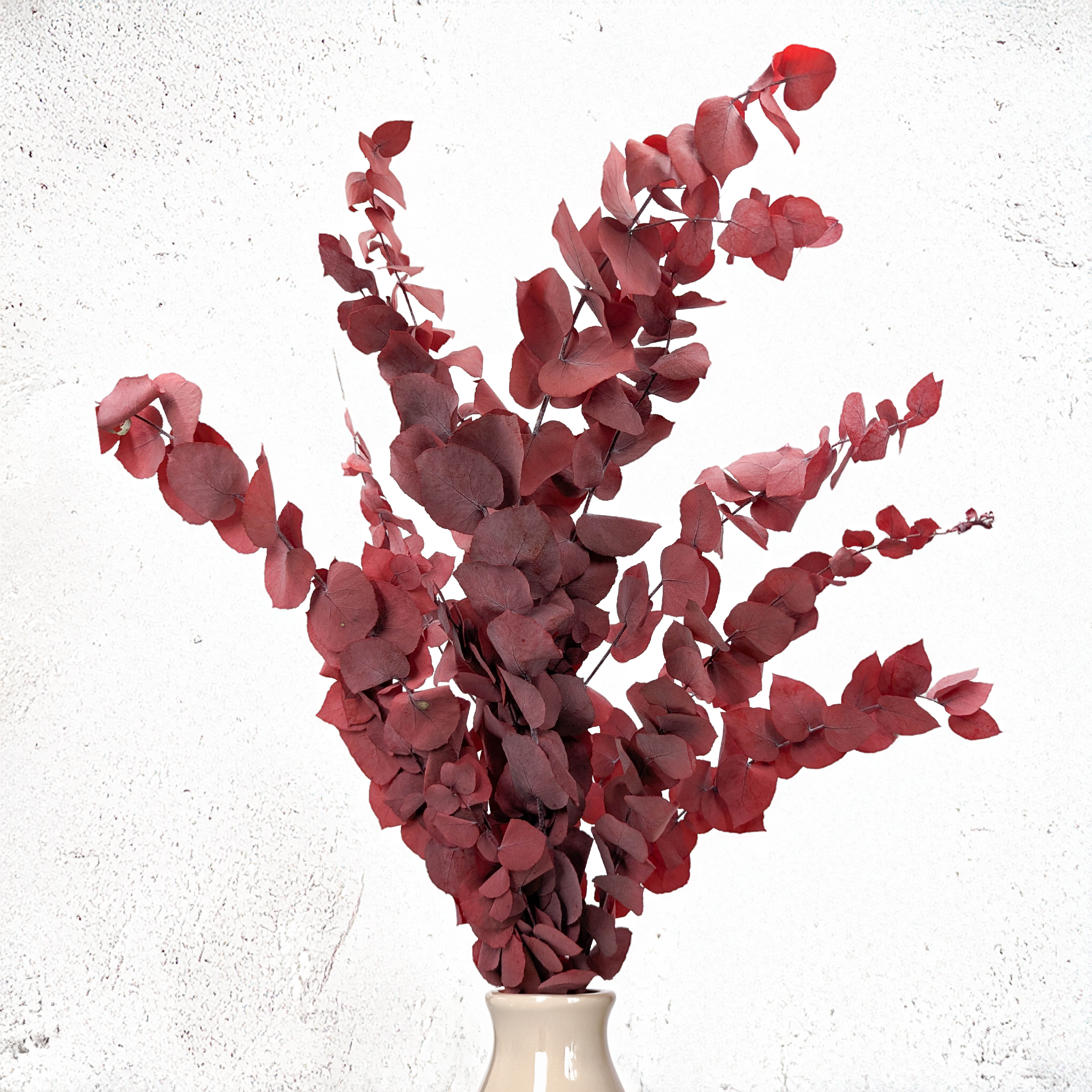 Eucalyptus Stuartiana red