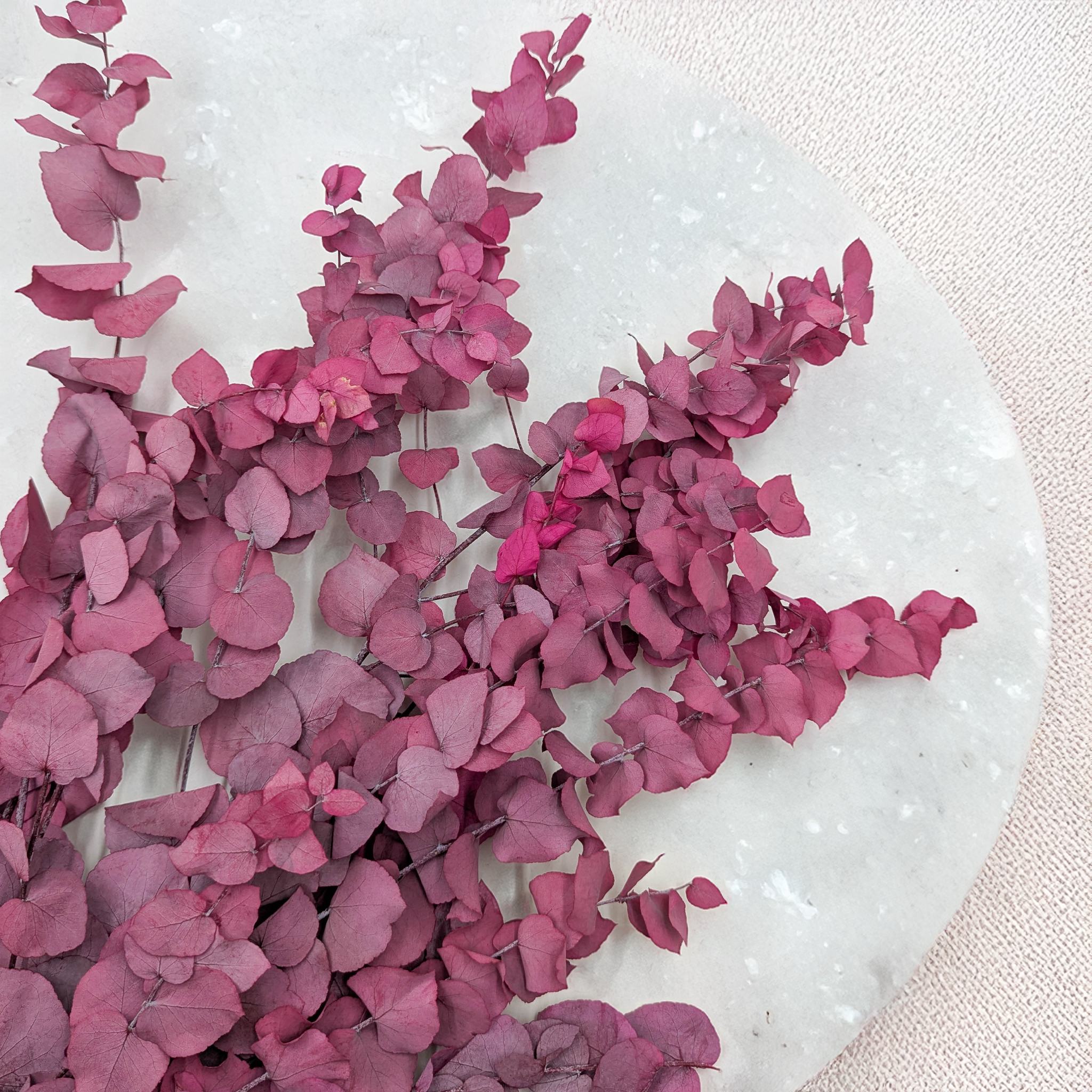 Eucalyptus Stuartiana lilac