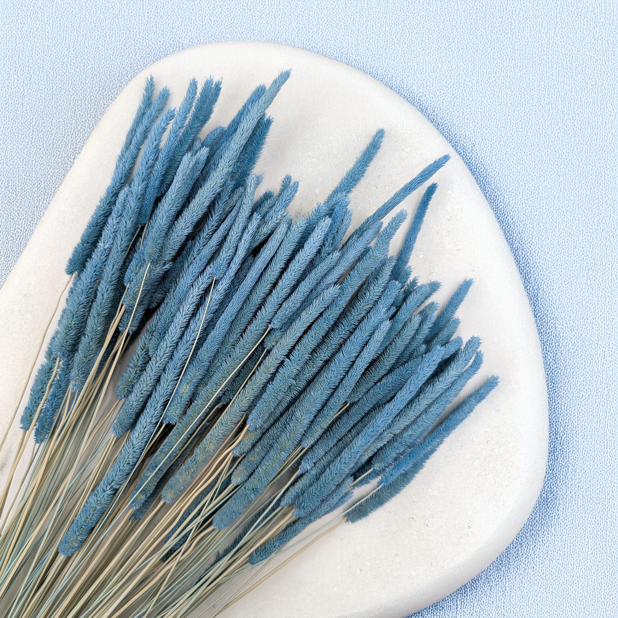 Blue Timothy Grass
