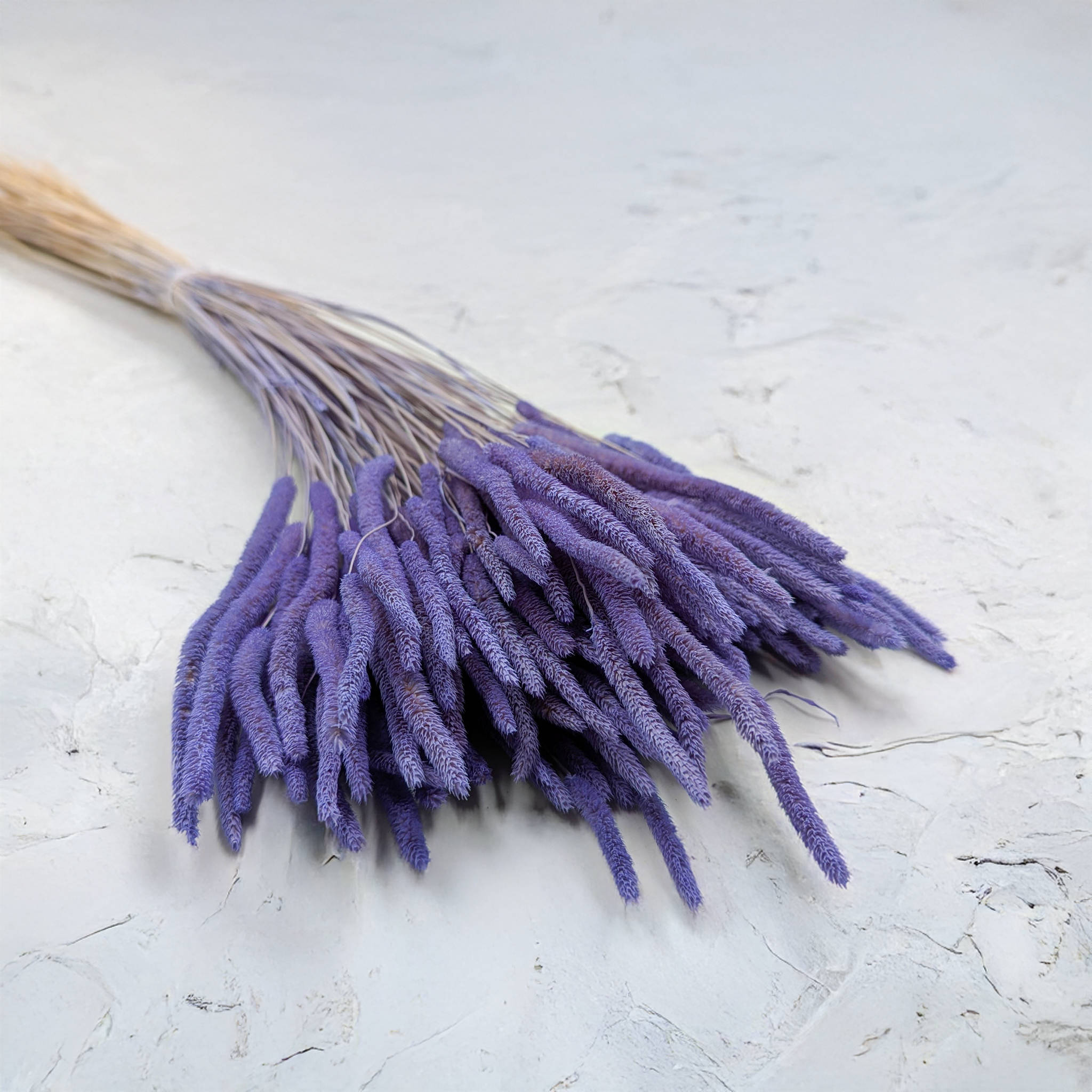Lavender Timothy Grass