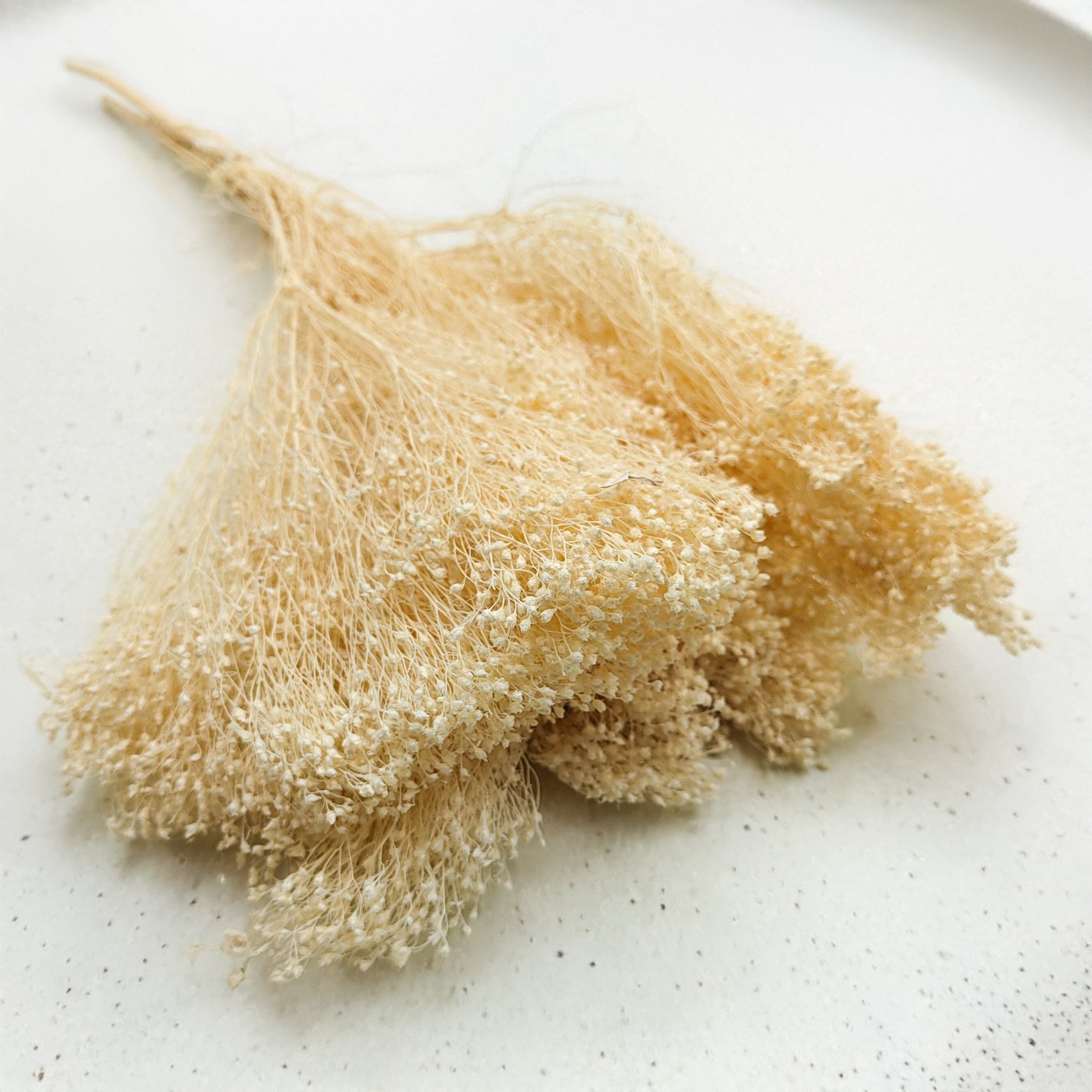 Bleached Broom Bloom