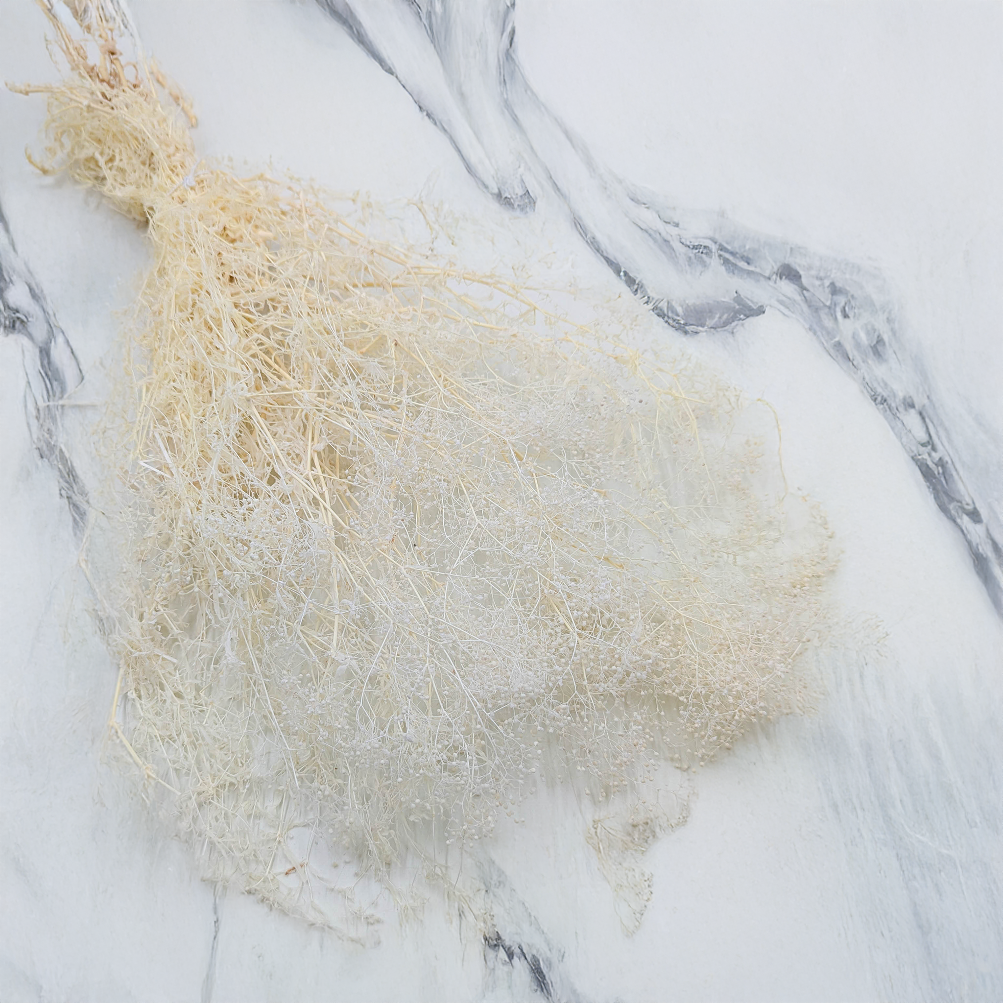 Blue Mini Gypsophila