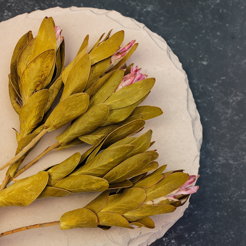 Dried Protea