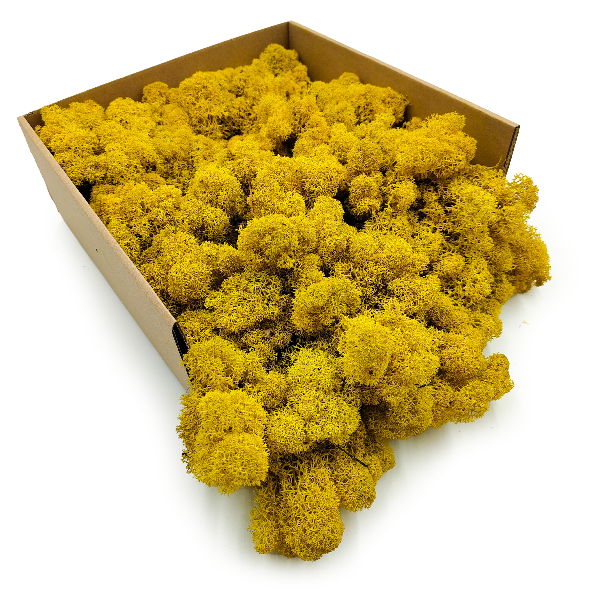 Reindeer Moss - Purified - Finnish - Yellow 2KG NET