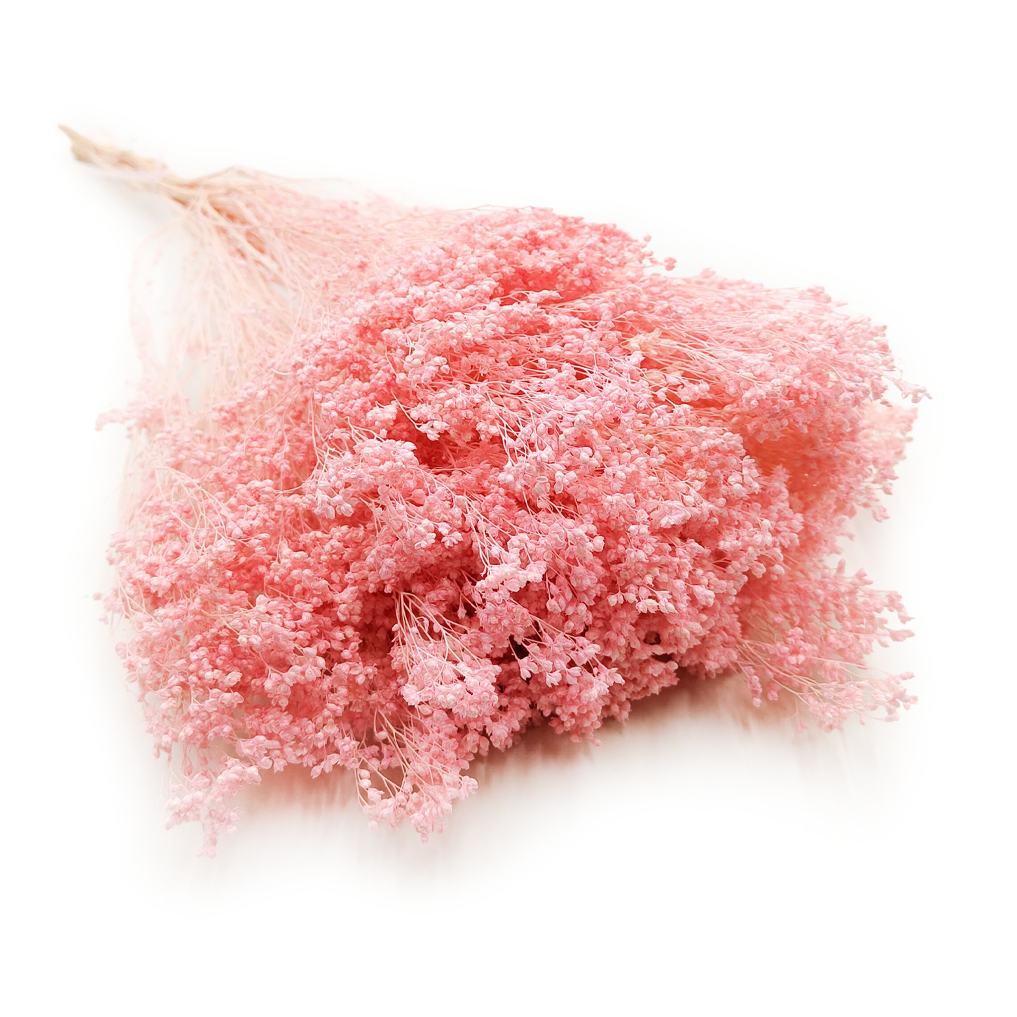 Broom Bloom (Cytisus Scoparius) – Pearl Pink