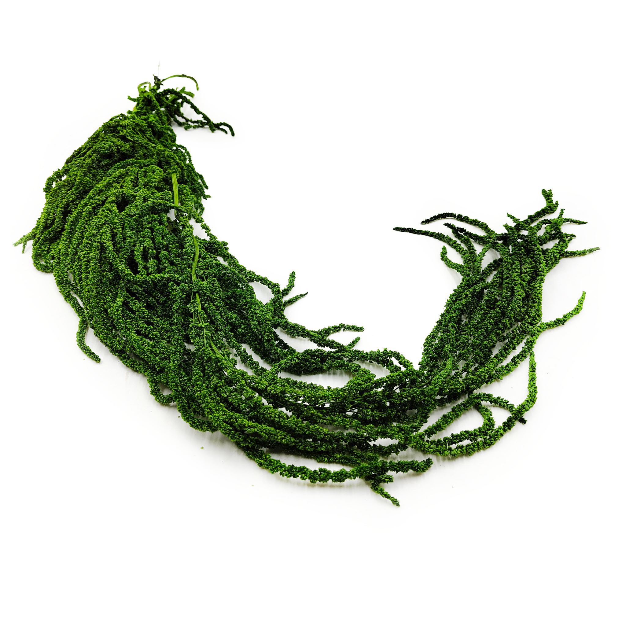 Preserved Amaranthus – Green