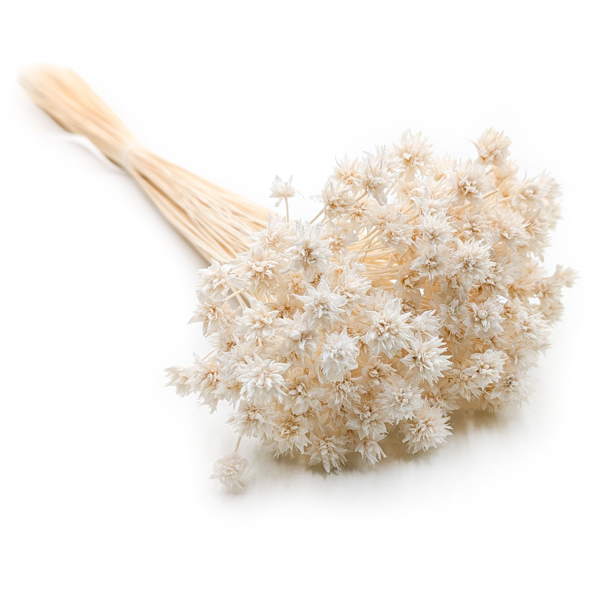 Hill Flower Dried - White