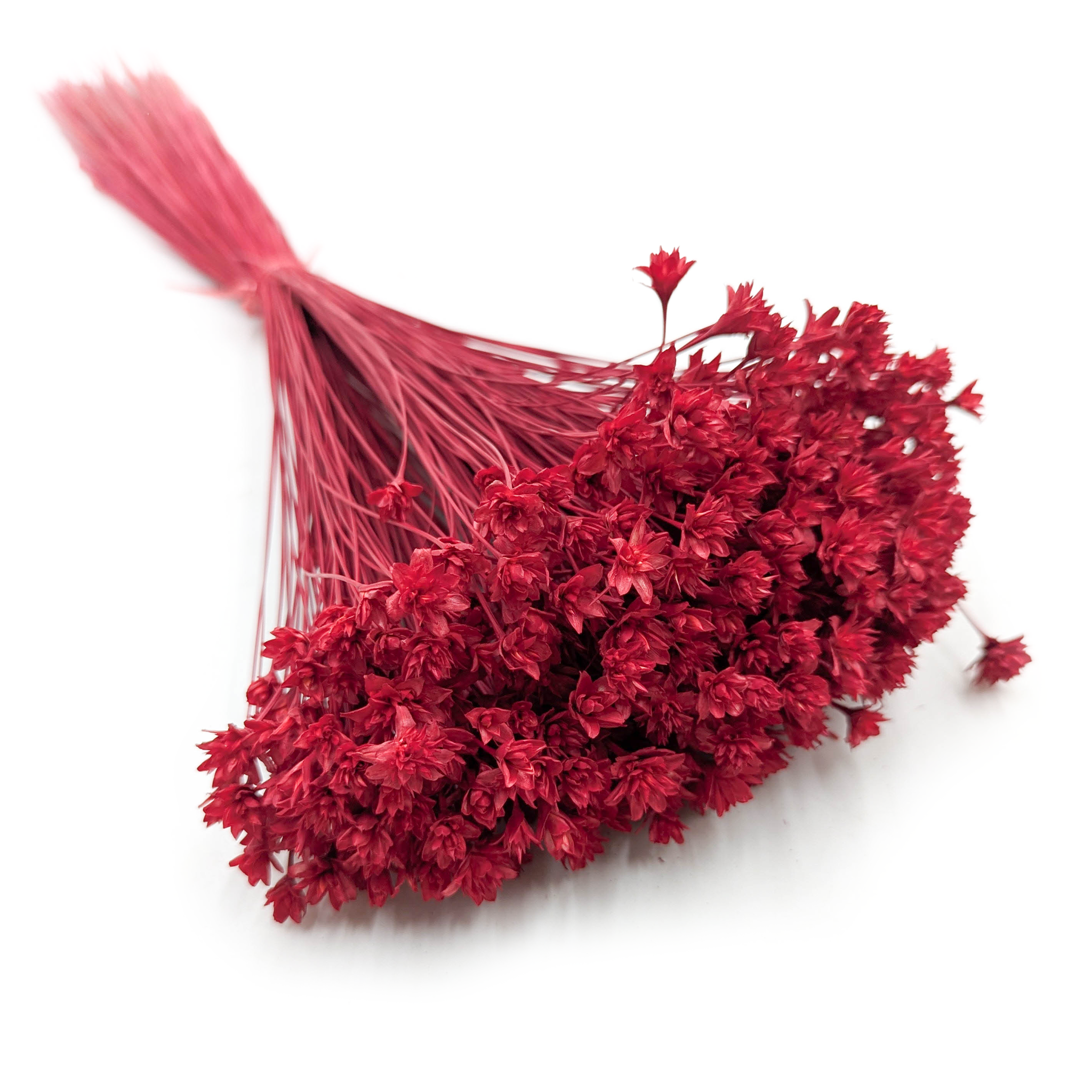 Hill Flower Dried - Red