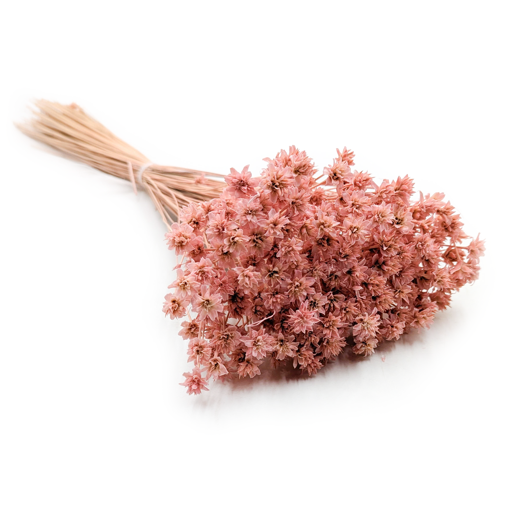 Hill Flower Dried - Pink