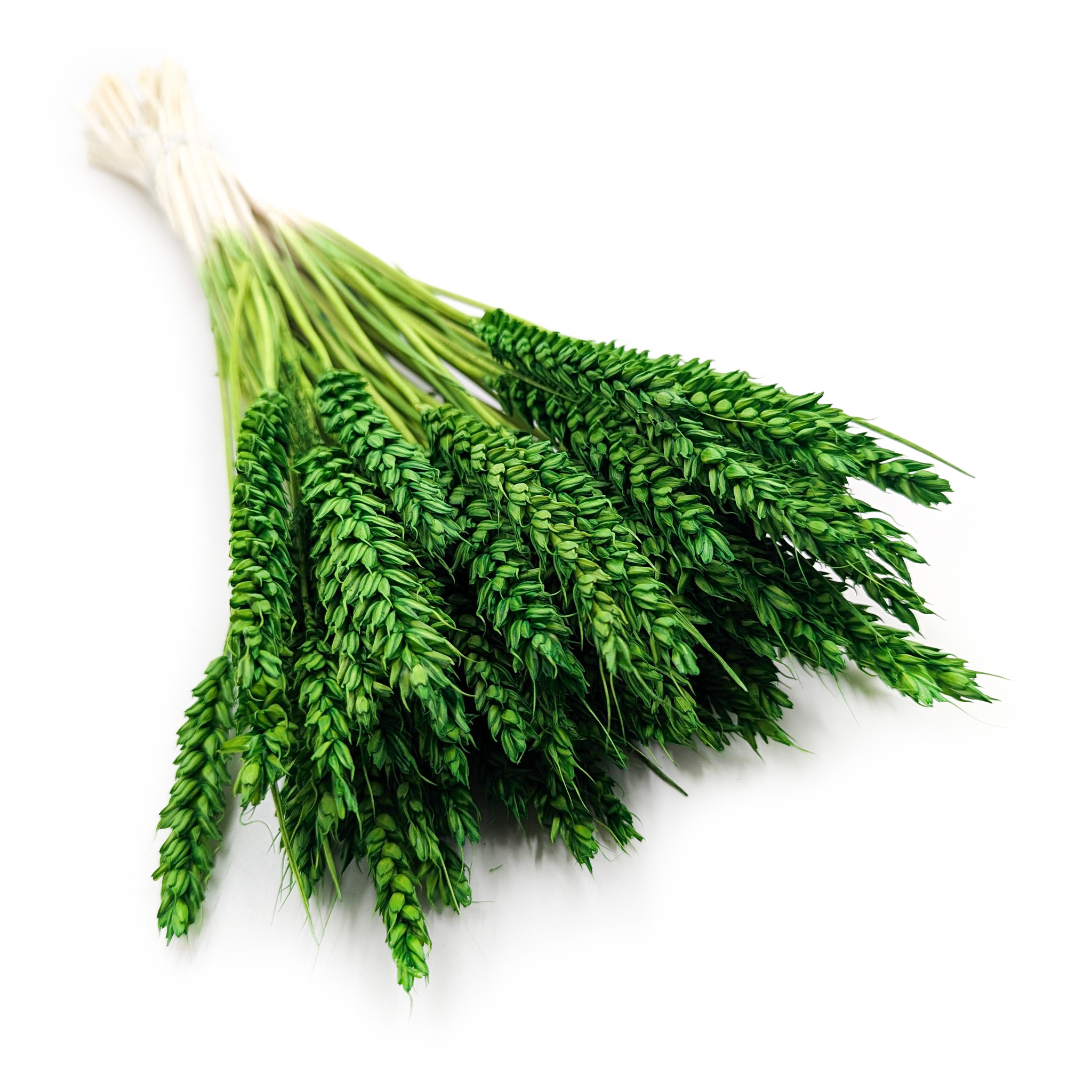 Dried Wheat - Green