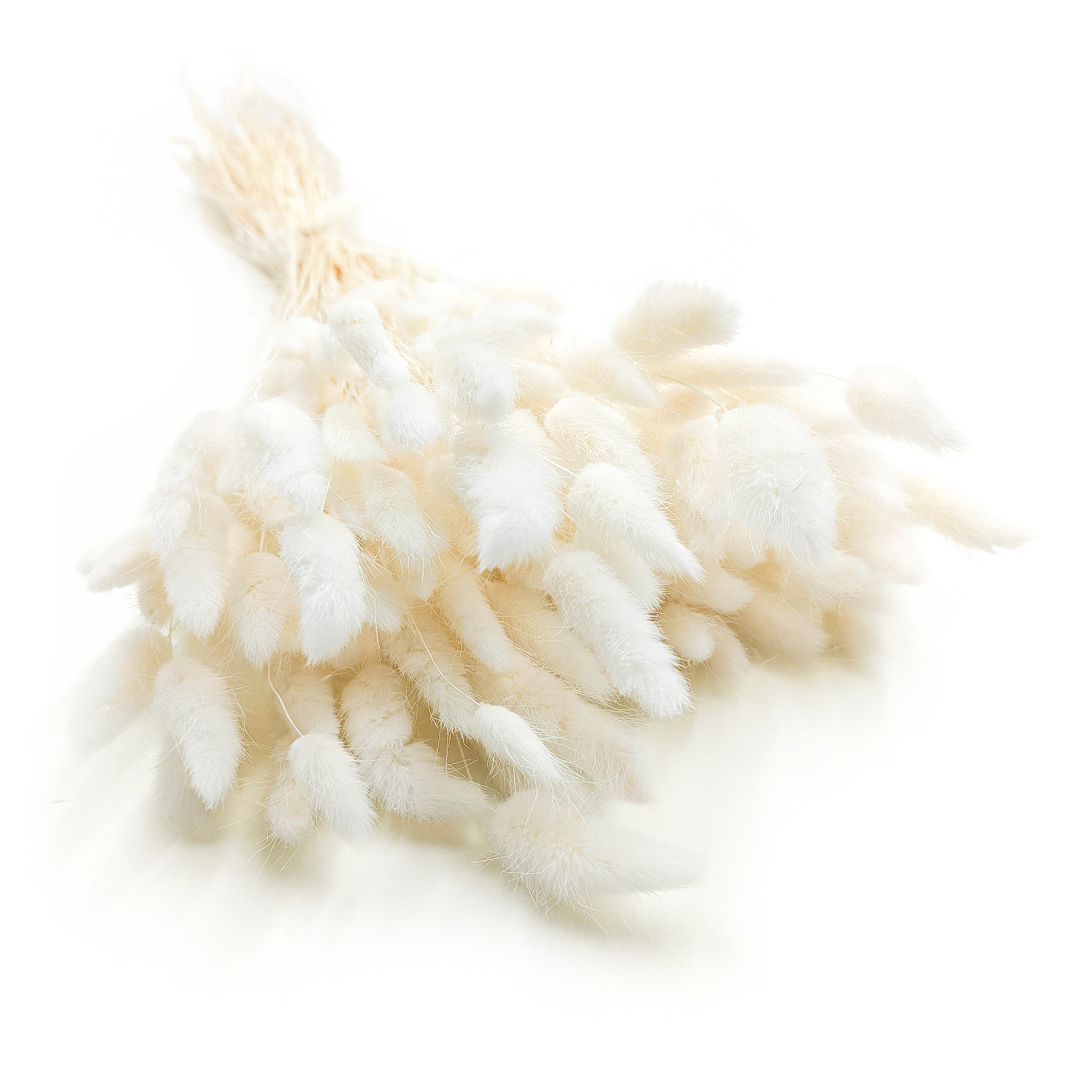 Dried Bunny Tails (Lagurus) - Bleached