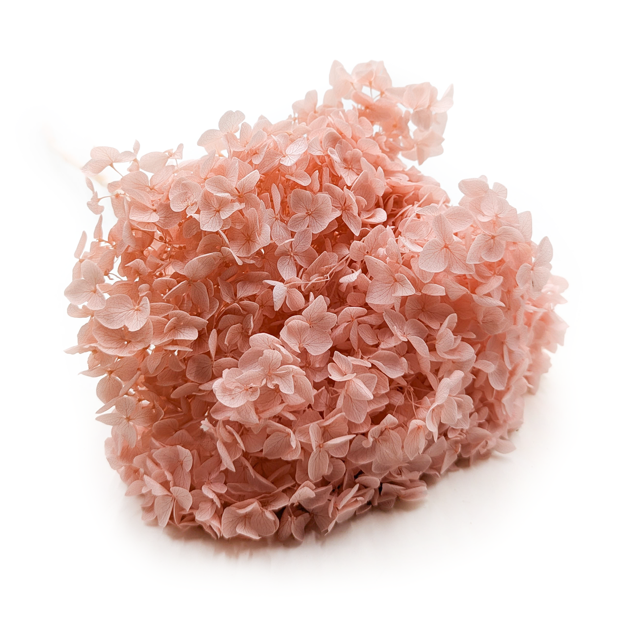 Hydrangea Preserved - (Hydrangea Cabeza) - Salmon Pink