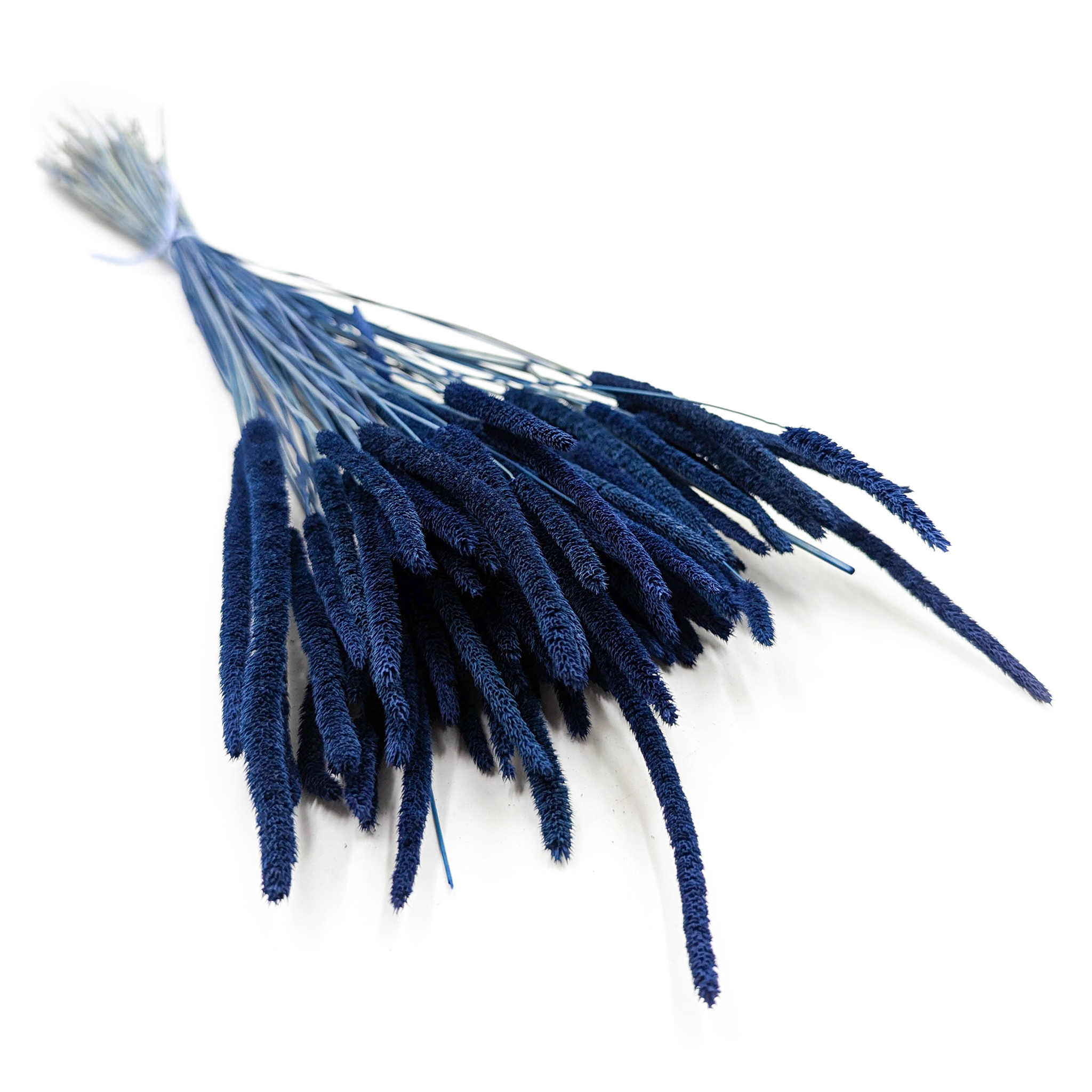 Dried Timothy Grass - Blue
