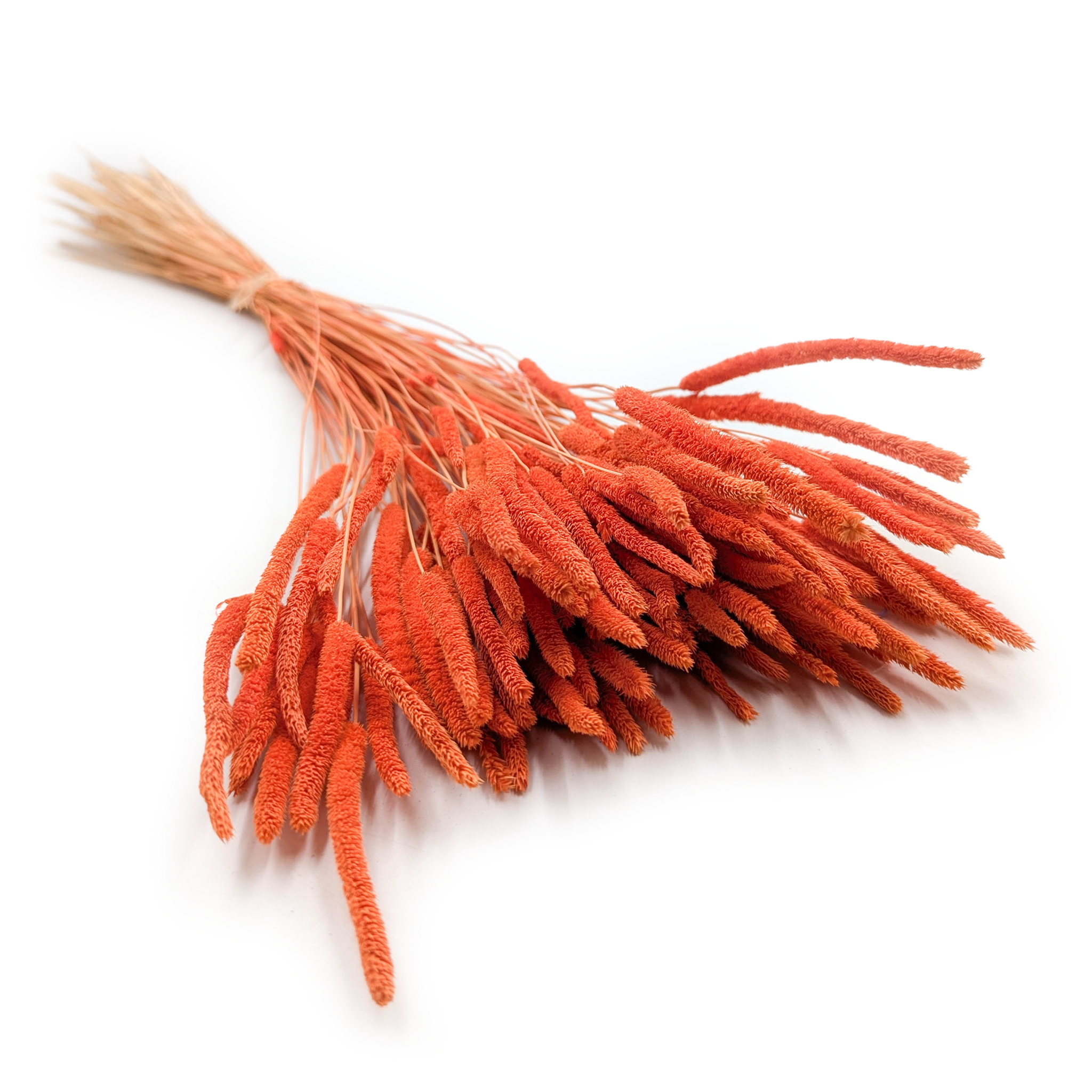 Dried Timothy Grass - Orange