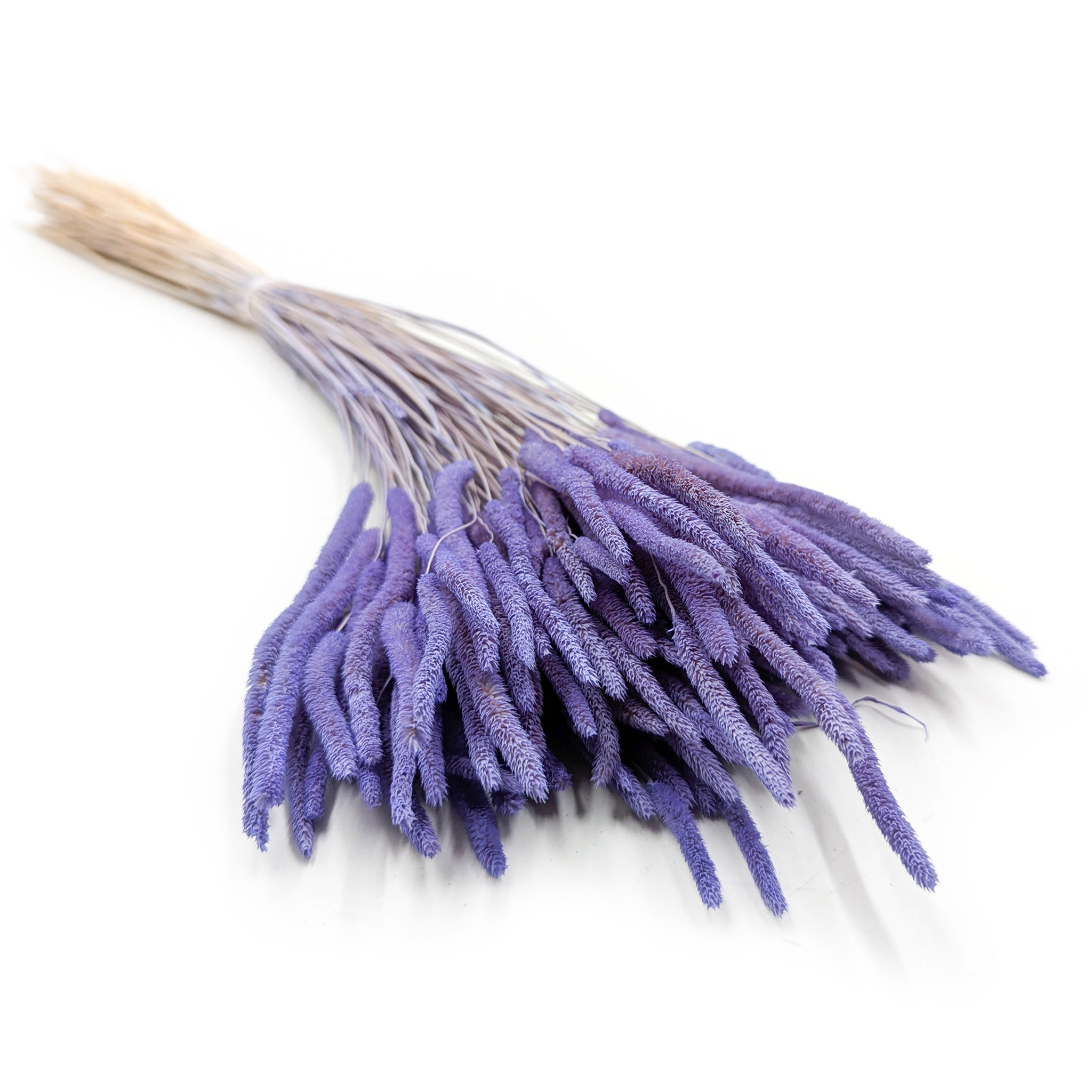 Dried Timothy Grass - Lavender