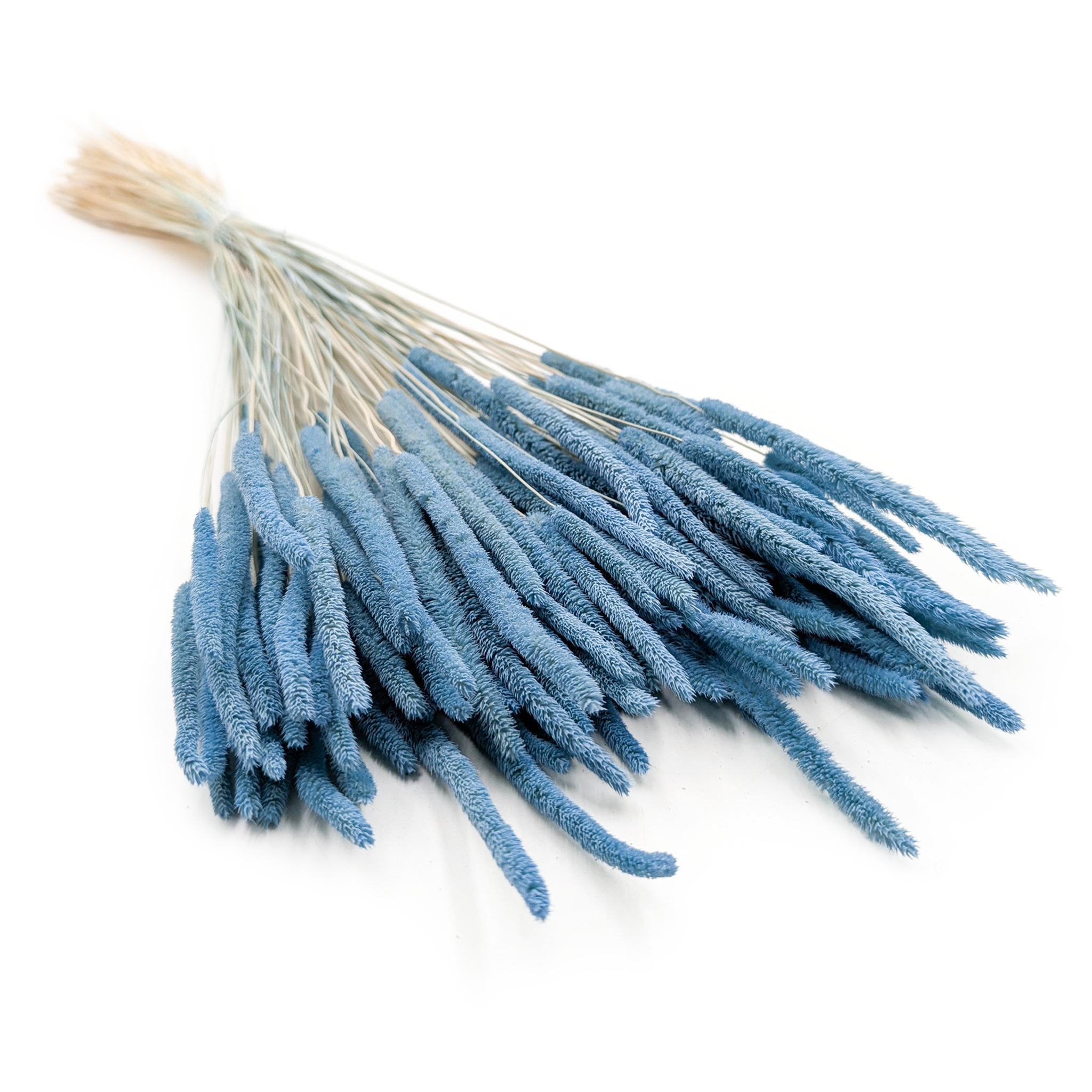 Dried Timothy Grass - Sky blue