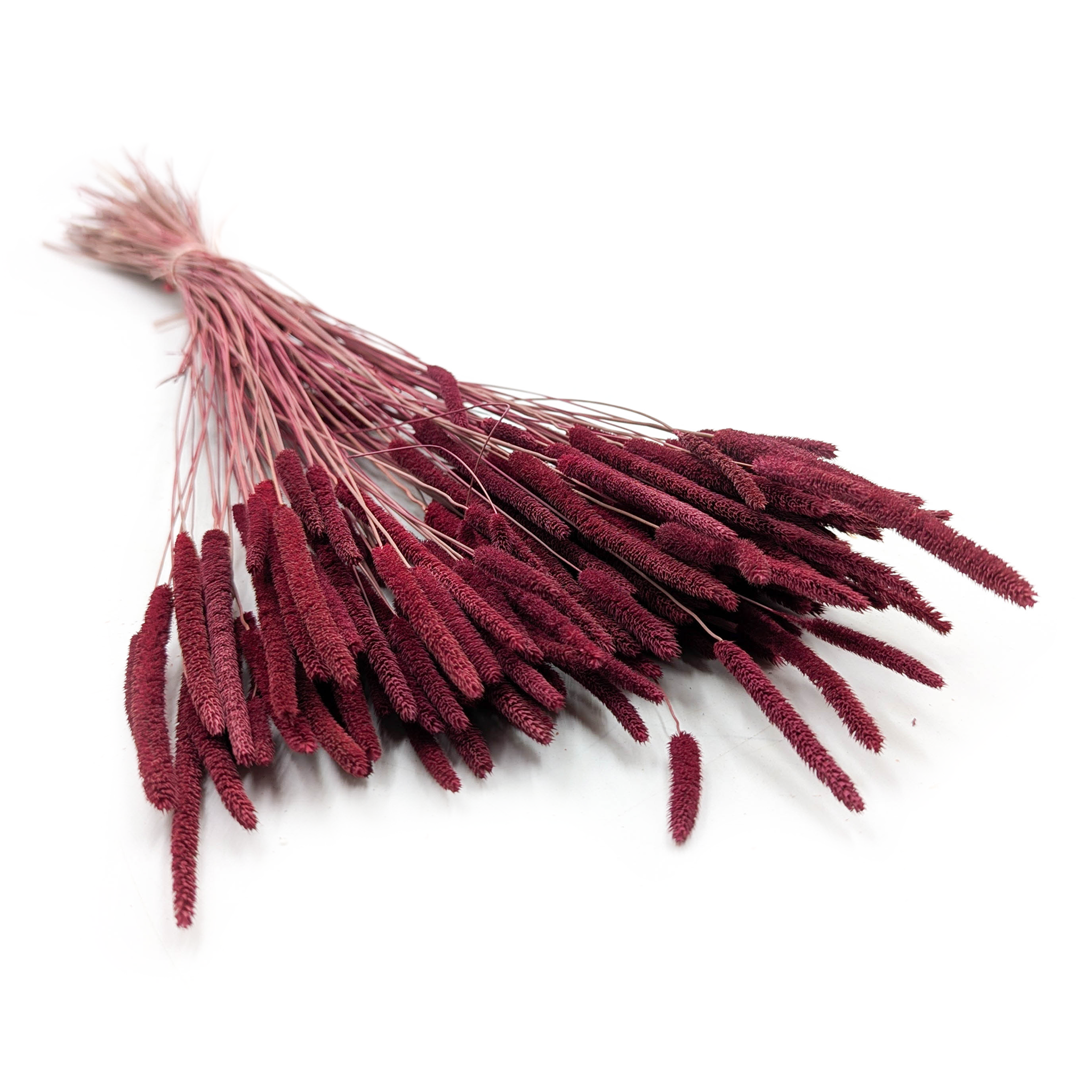 Dried Timothy Grass - Burgundy