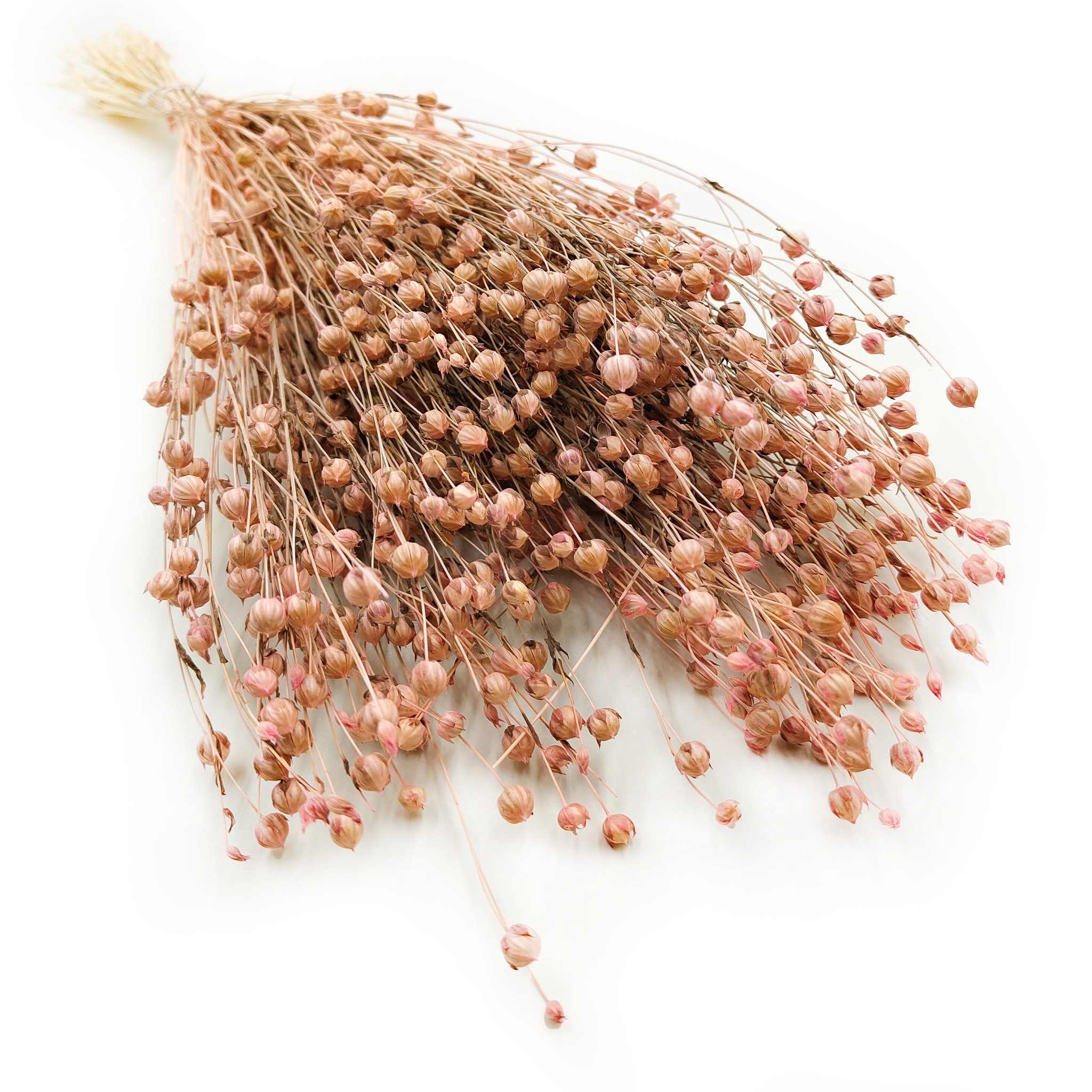 Dried Flax - Pale Pink