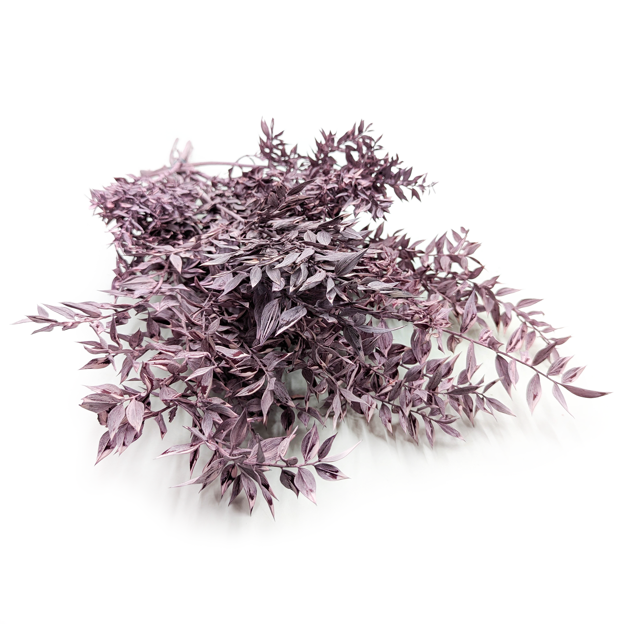 Ruscus Preserved - Matte Purple