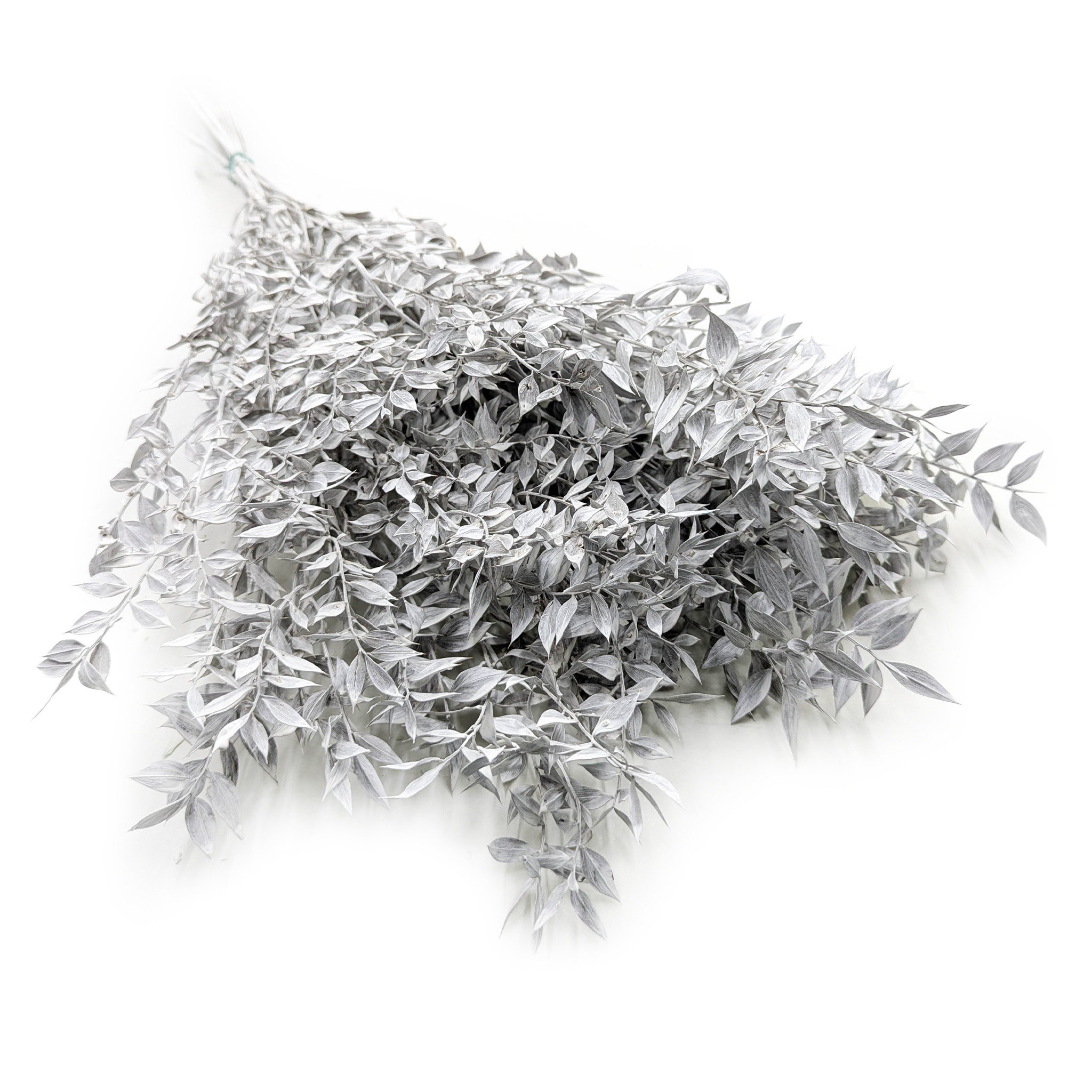 Ruscus Preserved - Matte Bleached
