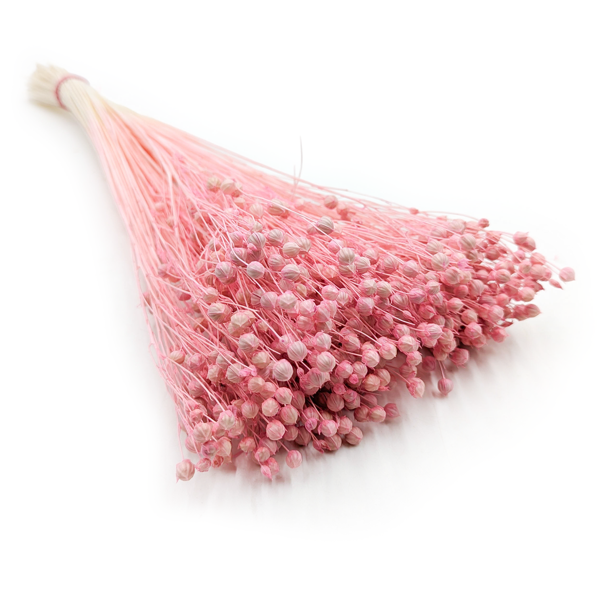 Dried Flax - Light Pink