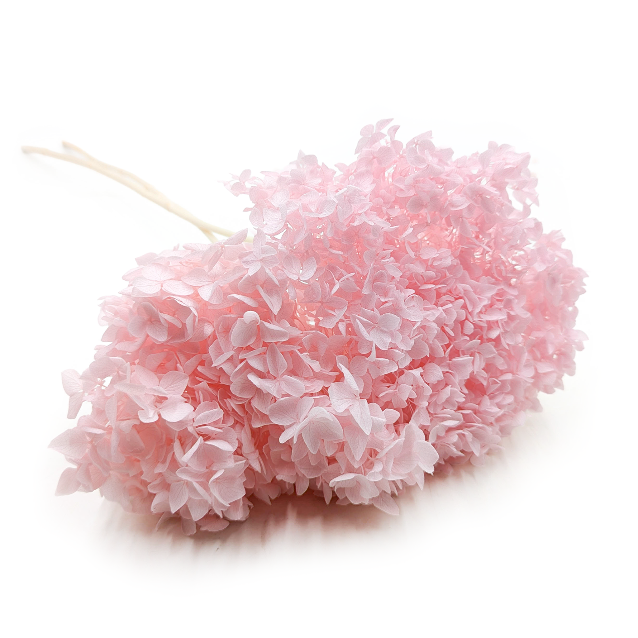 Hydrangea Preserved - (Hydrangea Cabeza) - Pink