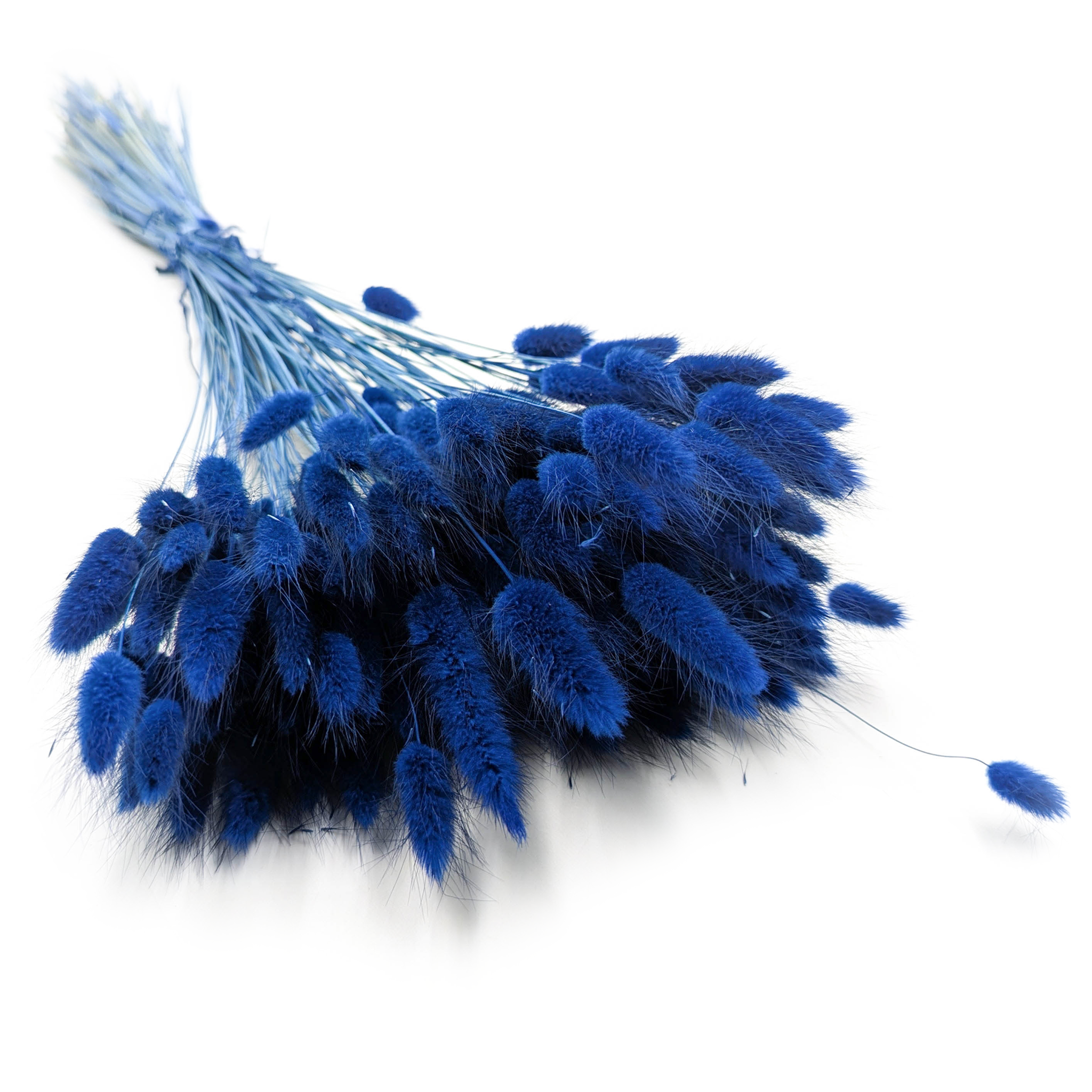 Dried Lagurus – Bunny Tails – Dark Blue