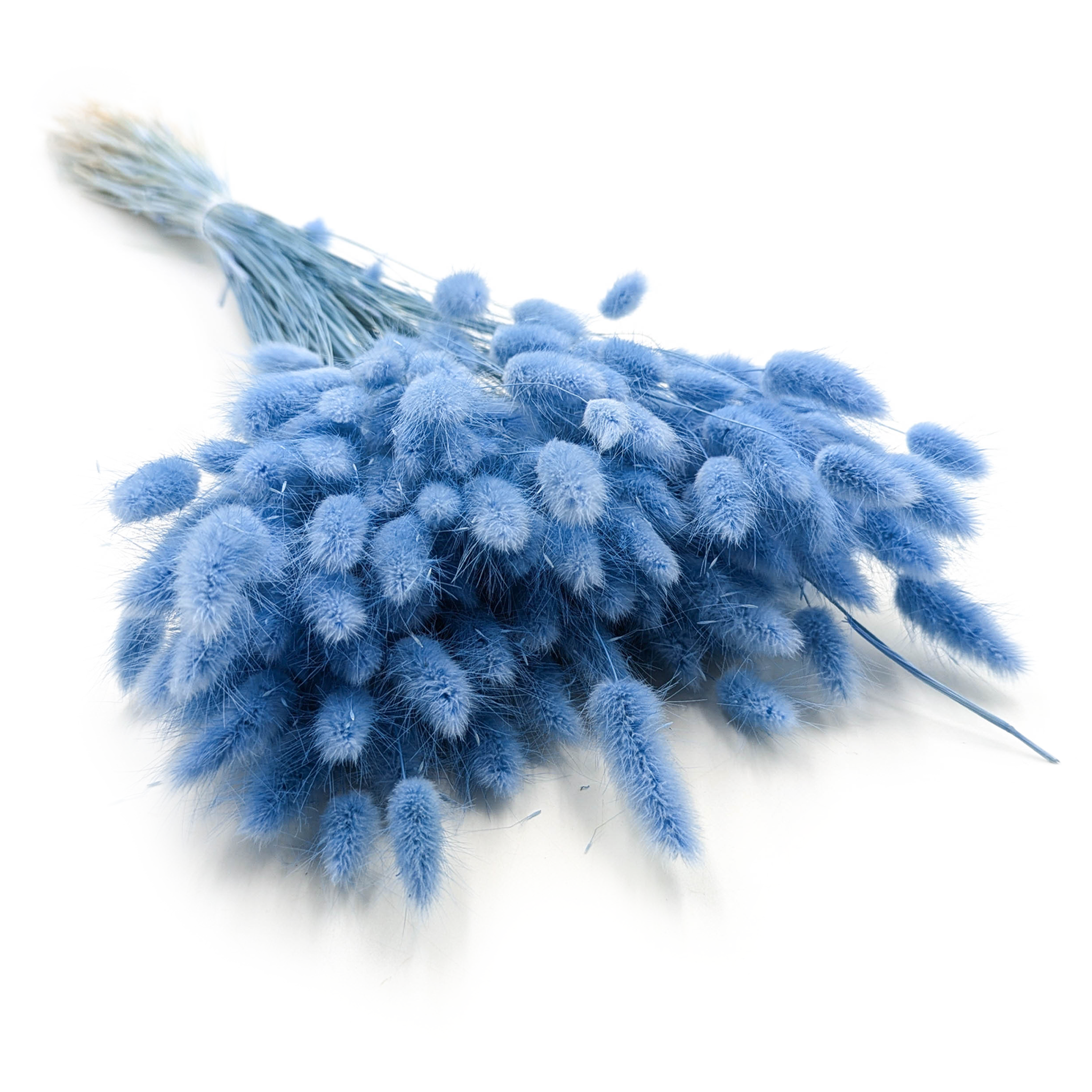 Dried Bunny Tails (Lagurus) - Azure