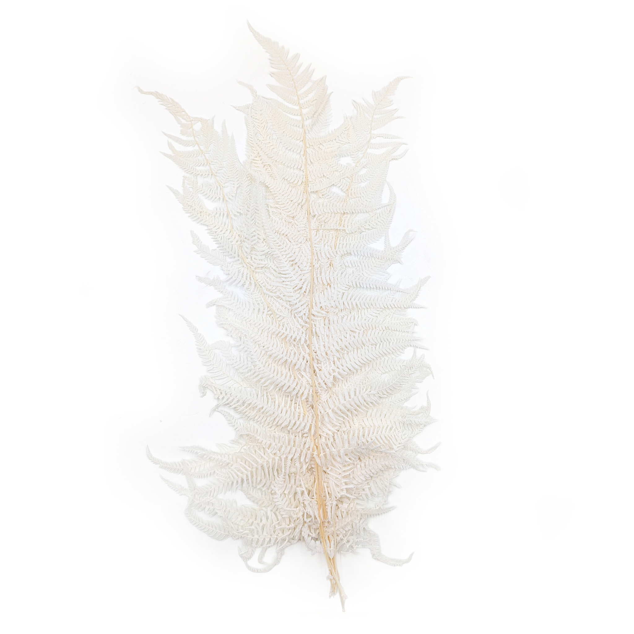 Preserved Fern – Cinnamon Fern – Bleached