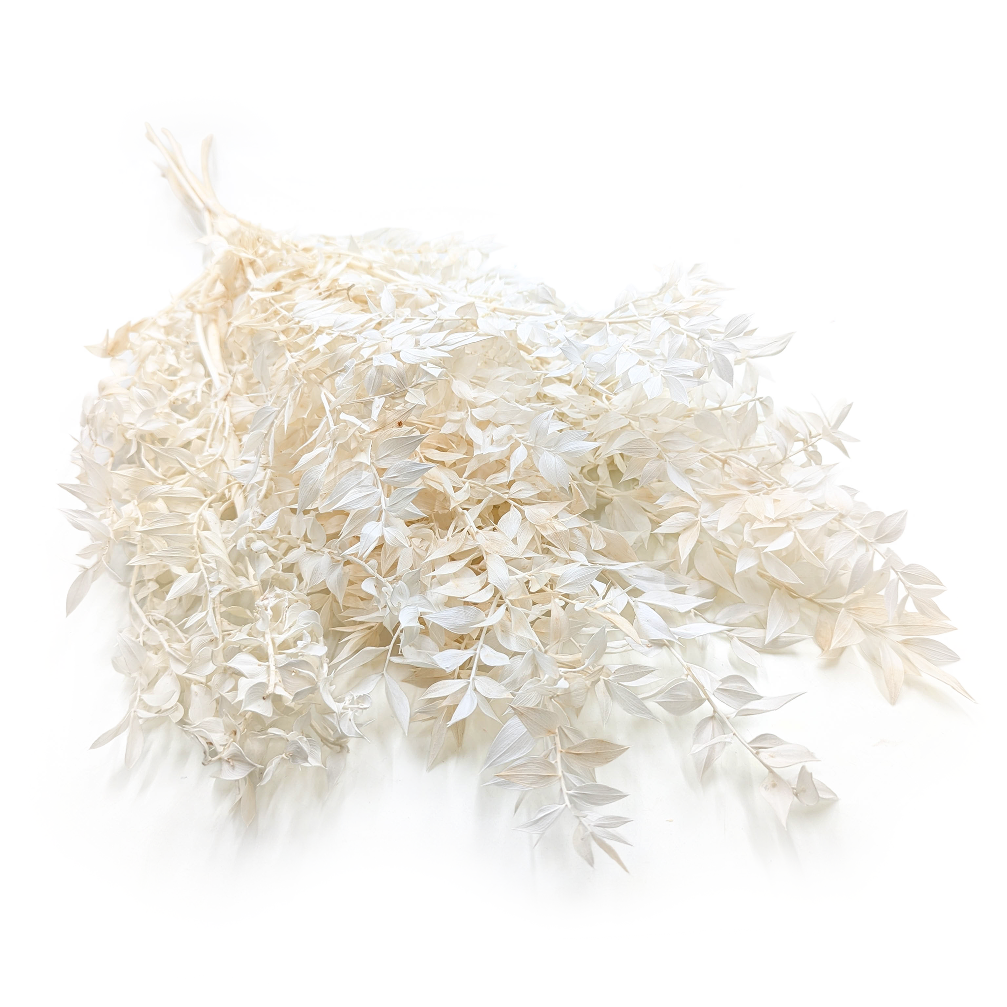 Dried Ruscus – Bleached