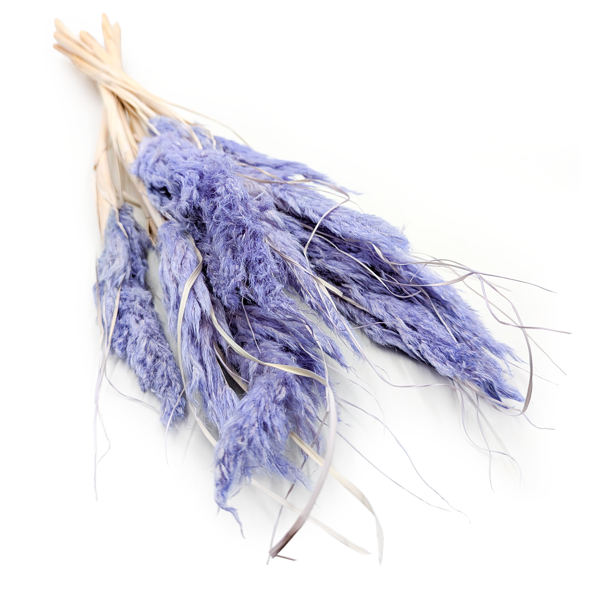 Mini Pampas Grass – Lavender – 10 pcs