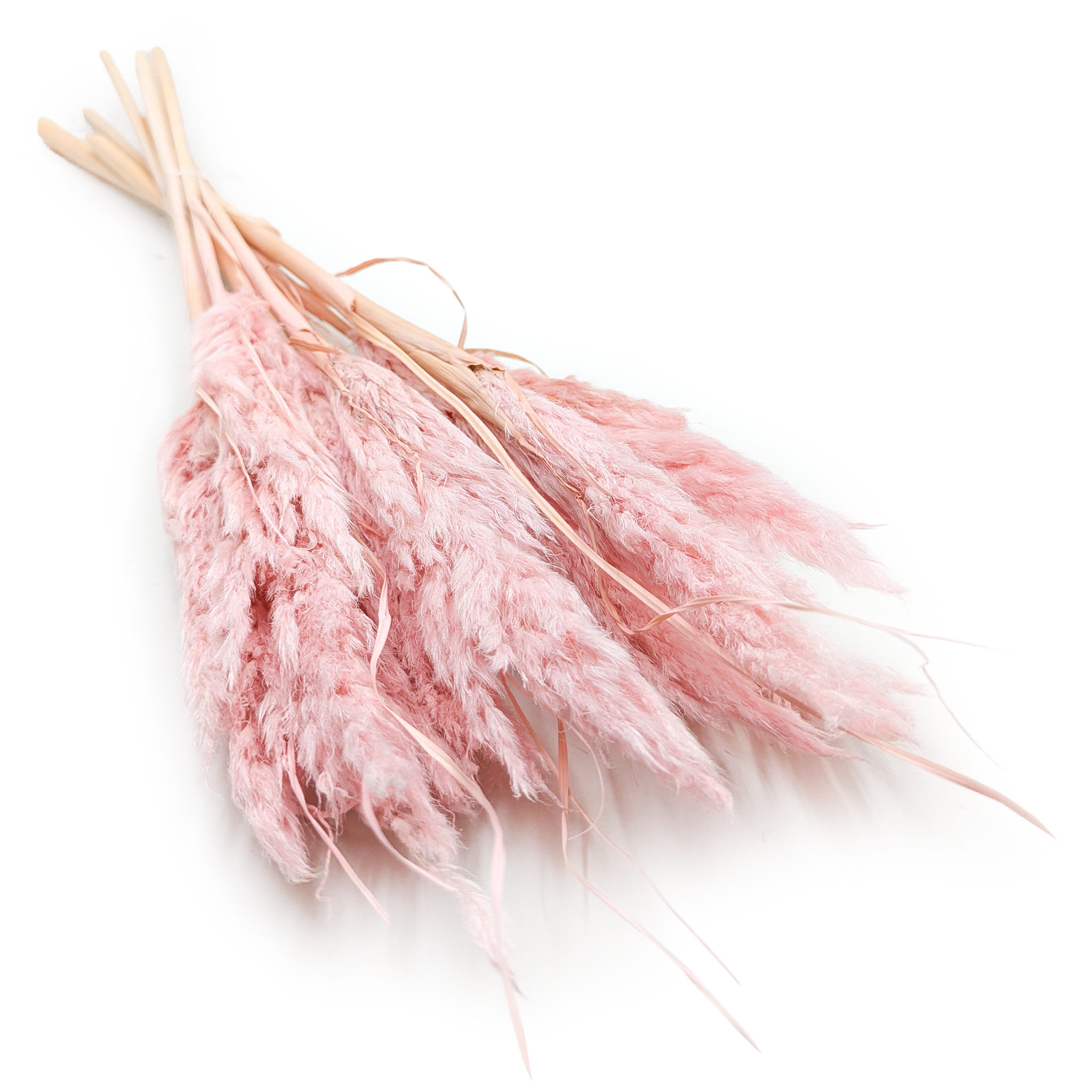Mini Pampas Grass – Pearl Pink – 10 pcs