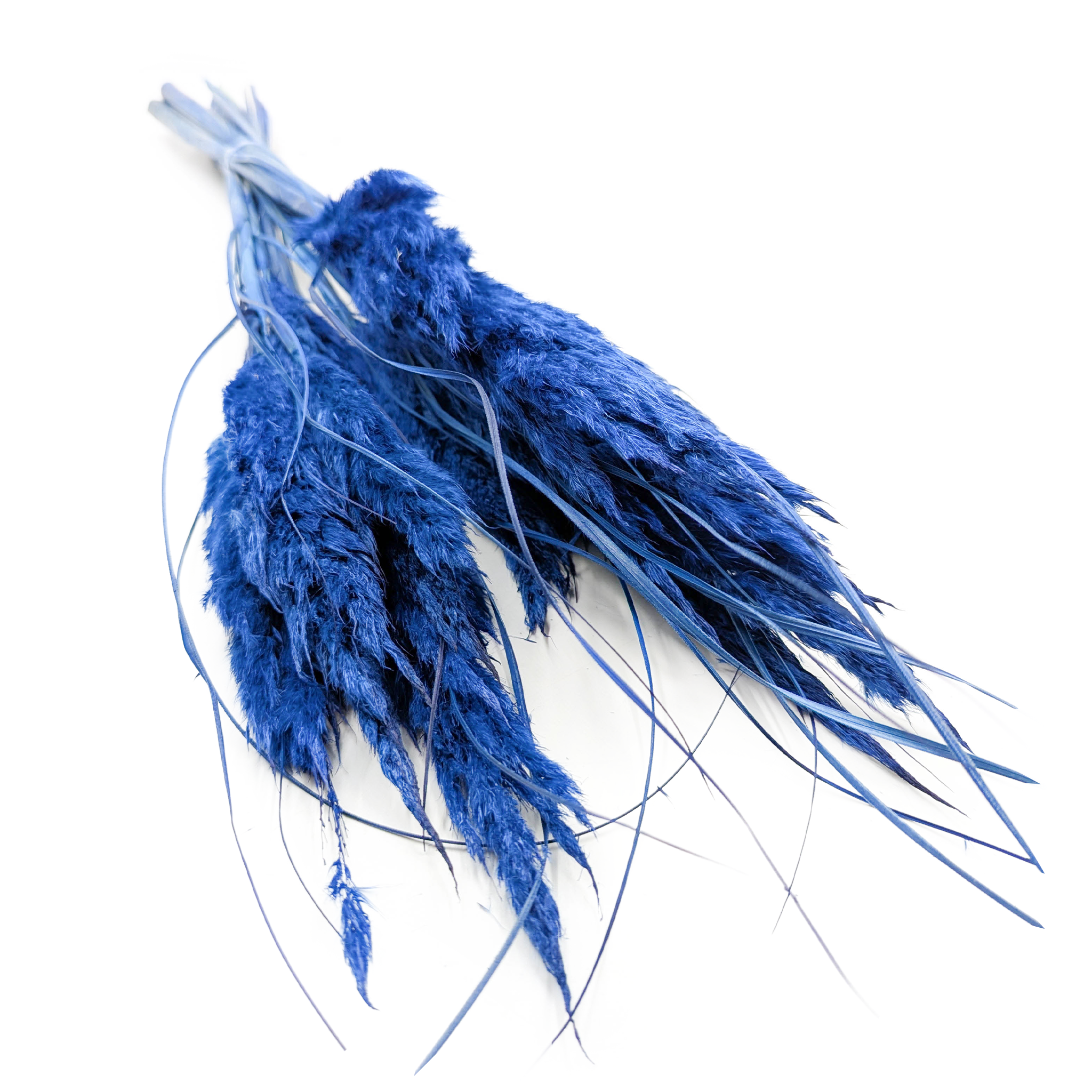Mini Pampas Grass – Blue – 10 pcs