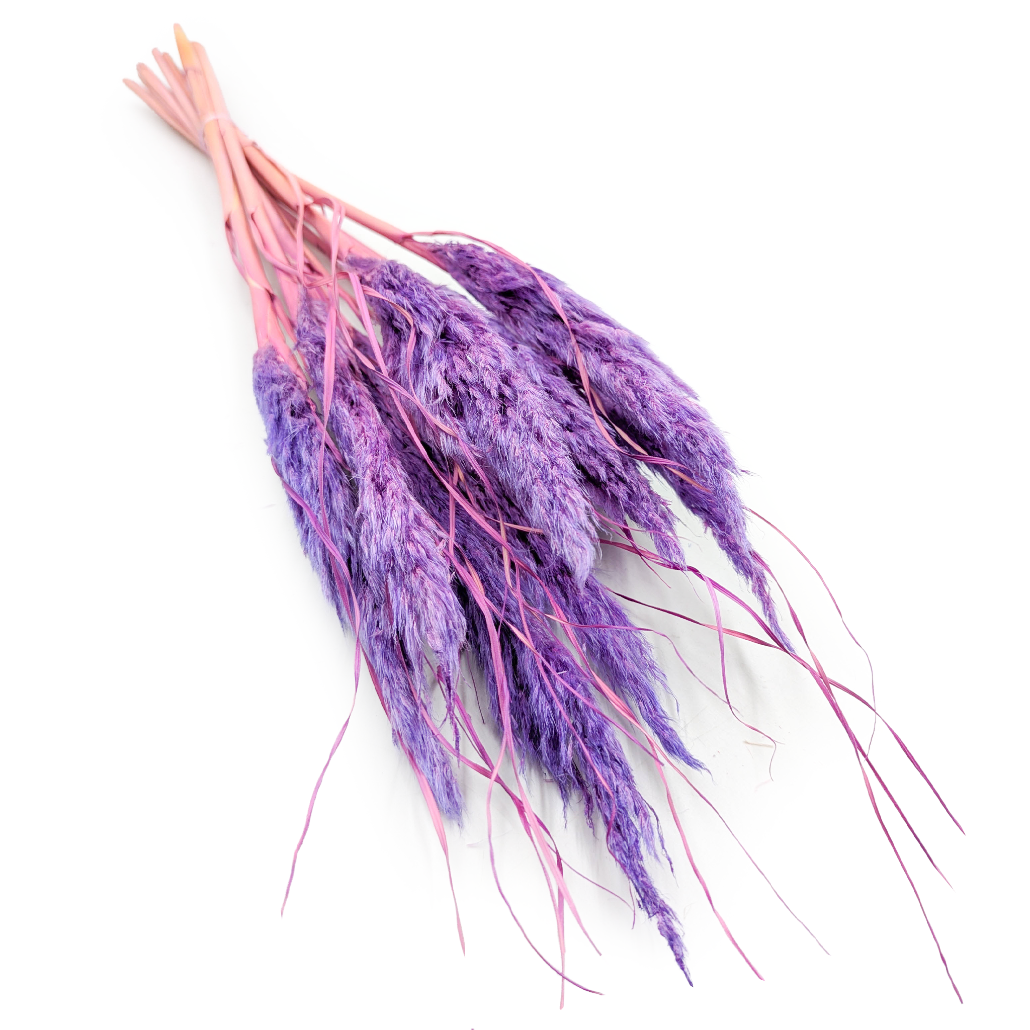 Mini Pampas Grass – Lilac – 10 stems