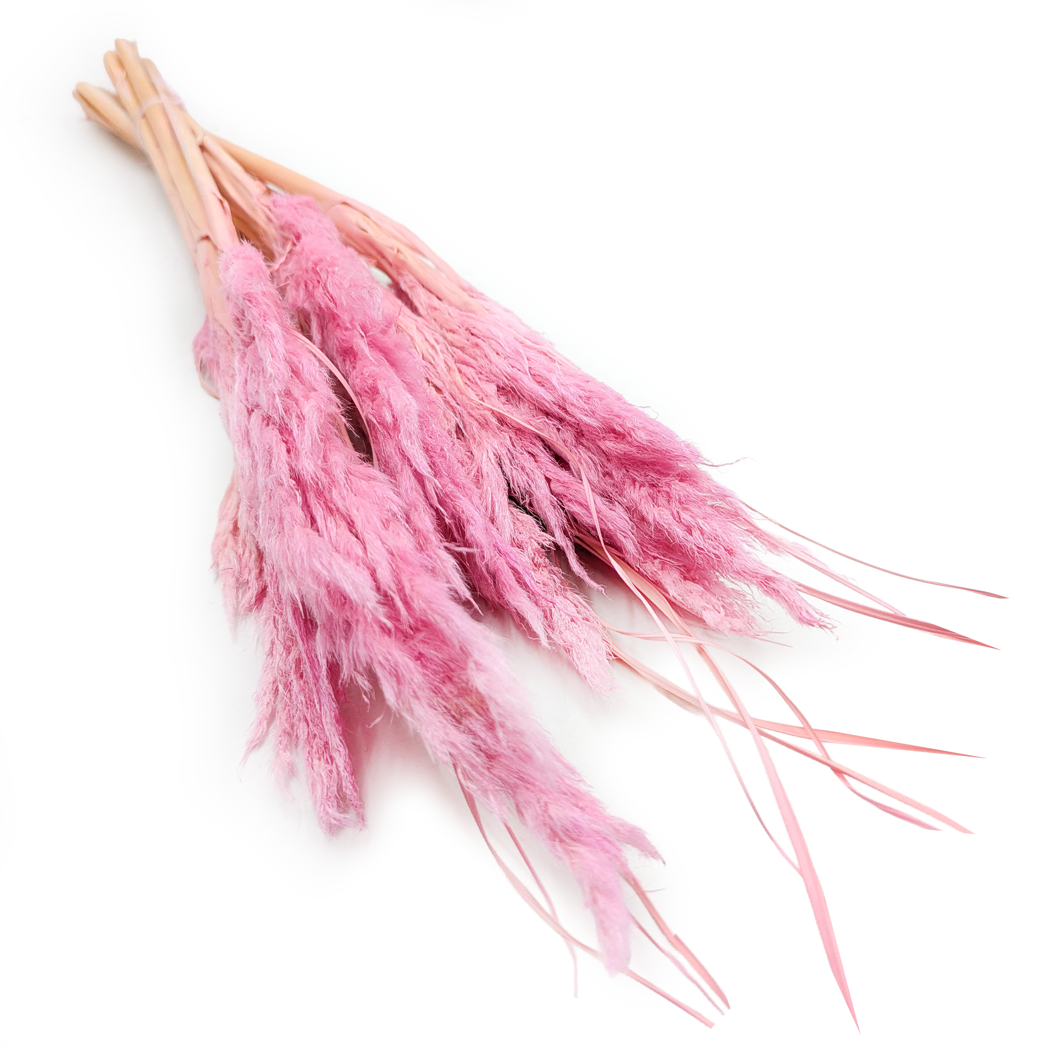 Mini Pampas Grass – Pink – 10 Stems