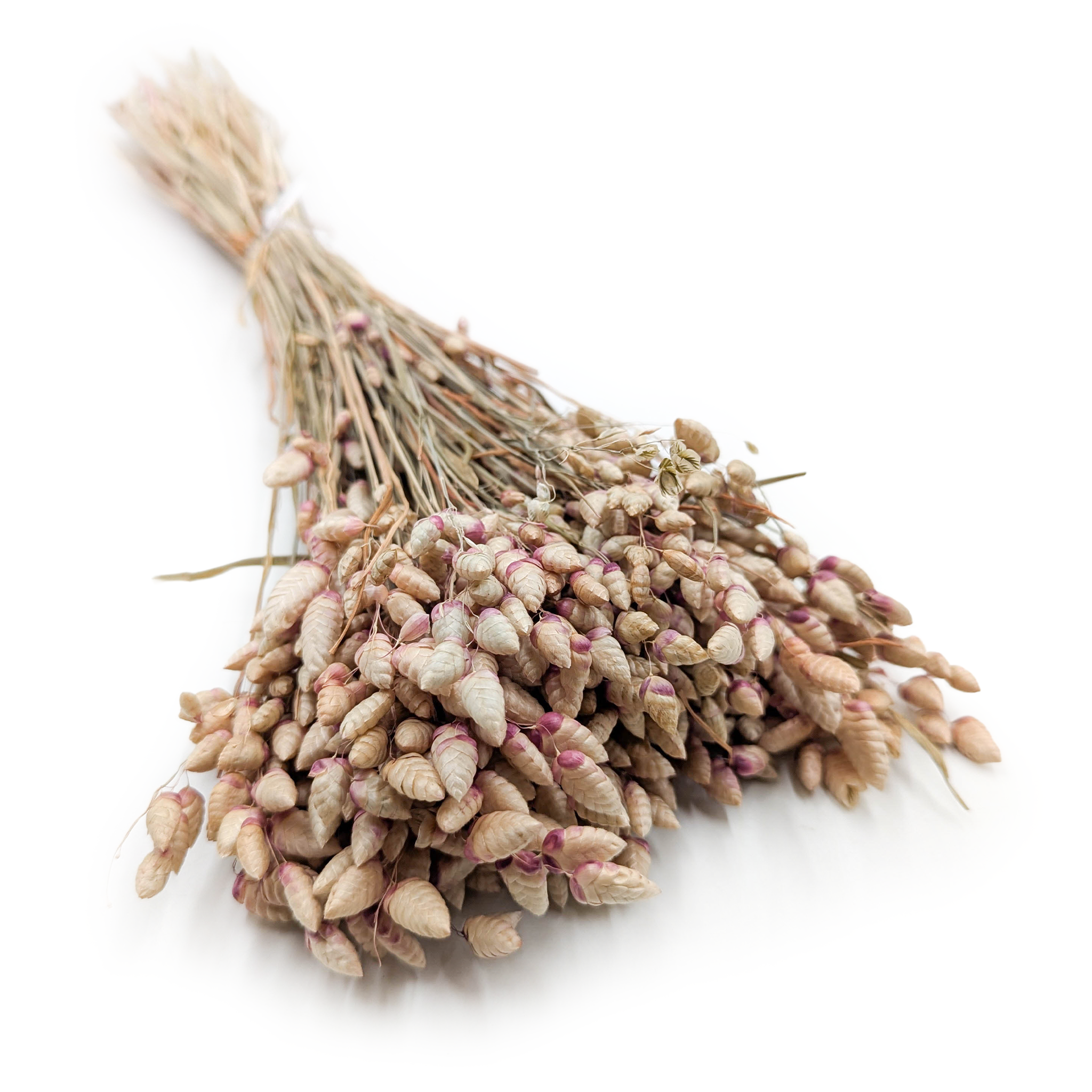 Dried Quaking Grass – (Briza Maxima) – Natural with Pink Tint