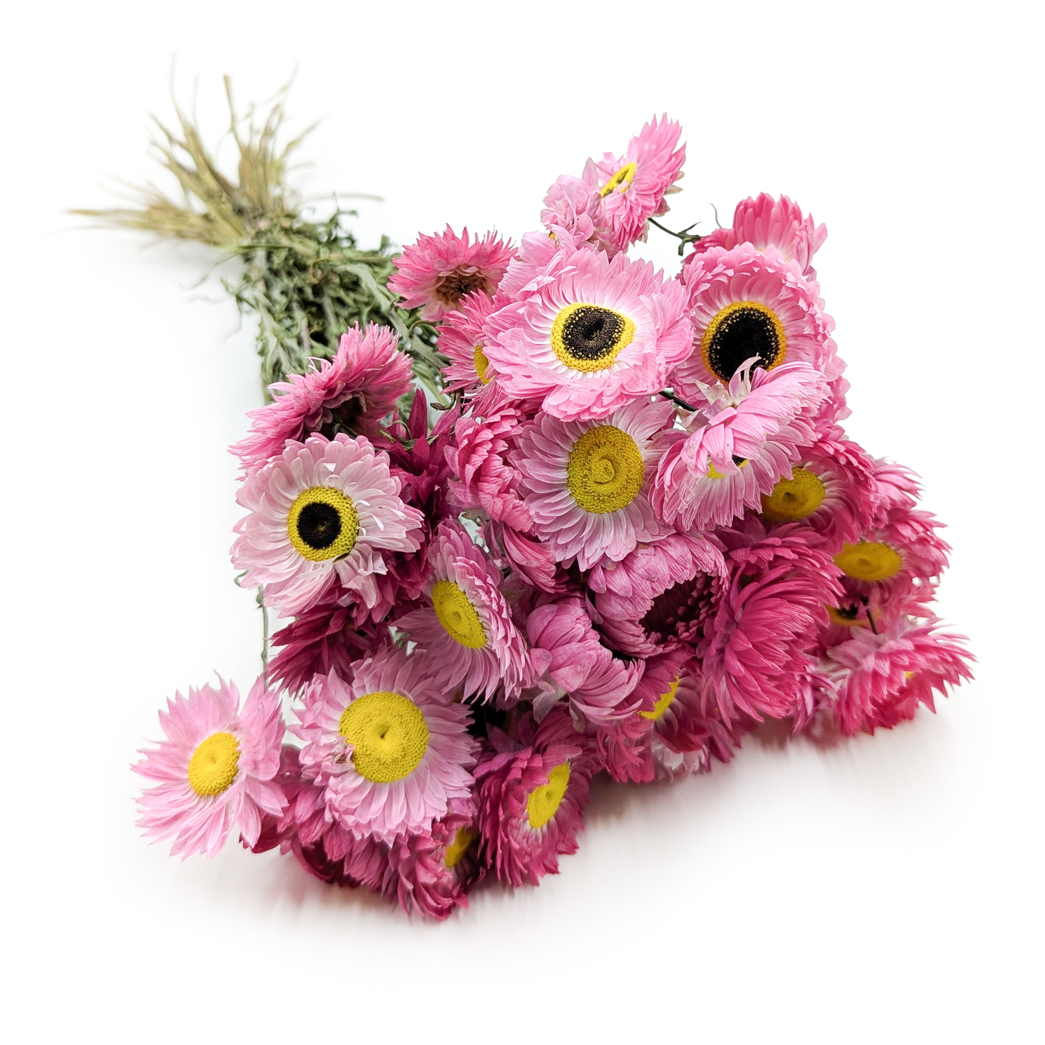 Dried Acroclinium – (Rhodanthe) – Pink – PREMIUM
