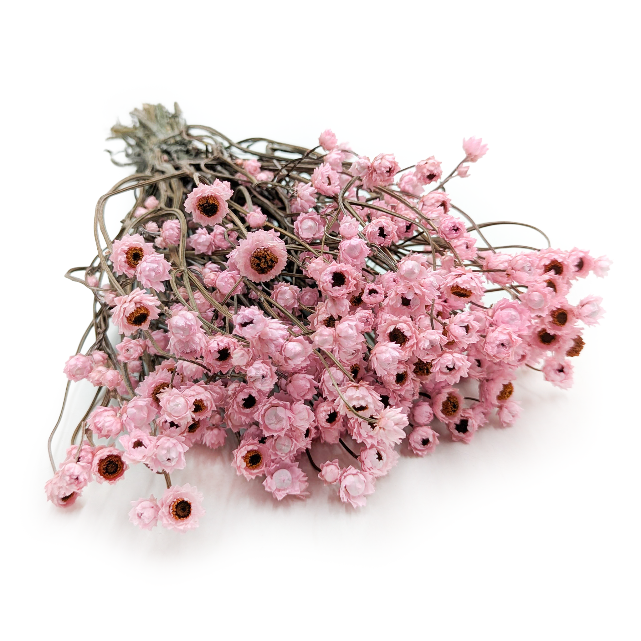 Dried Ammobium – Light Pink – (Ammobium alatum) – PREMIUM
